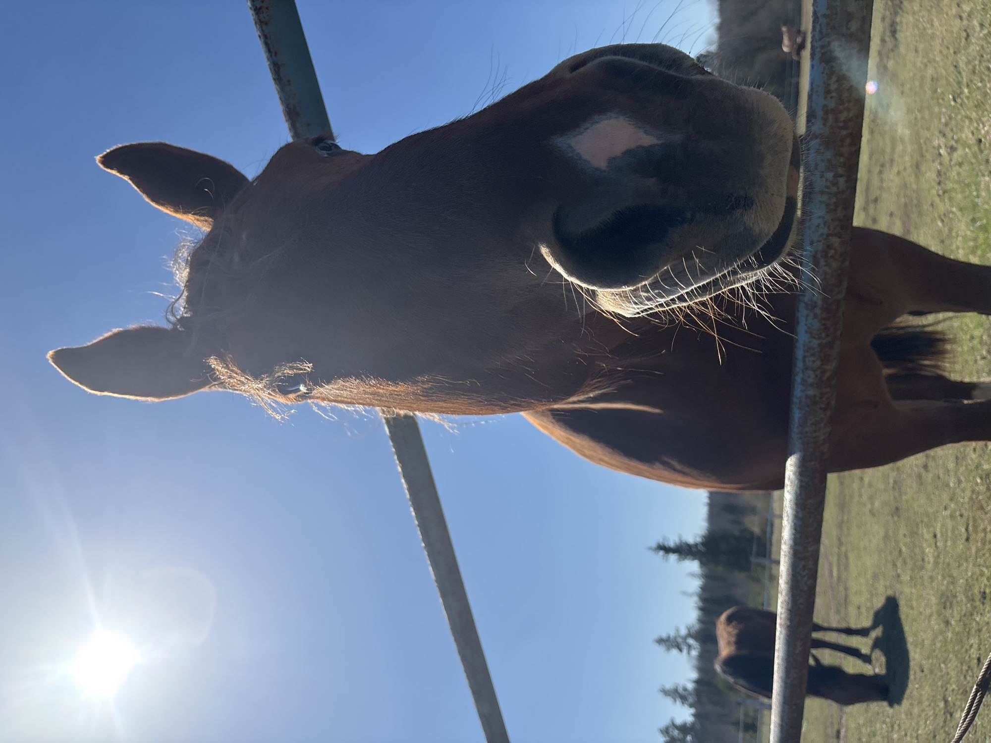 Visitor documents horse encounters in rural Opary, Russia pasture