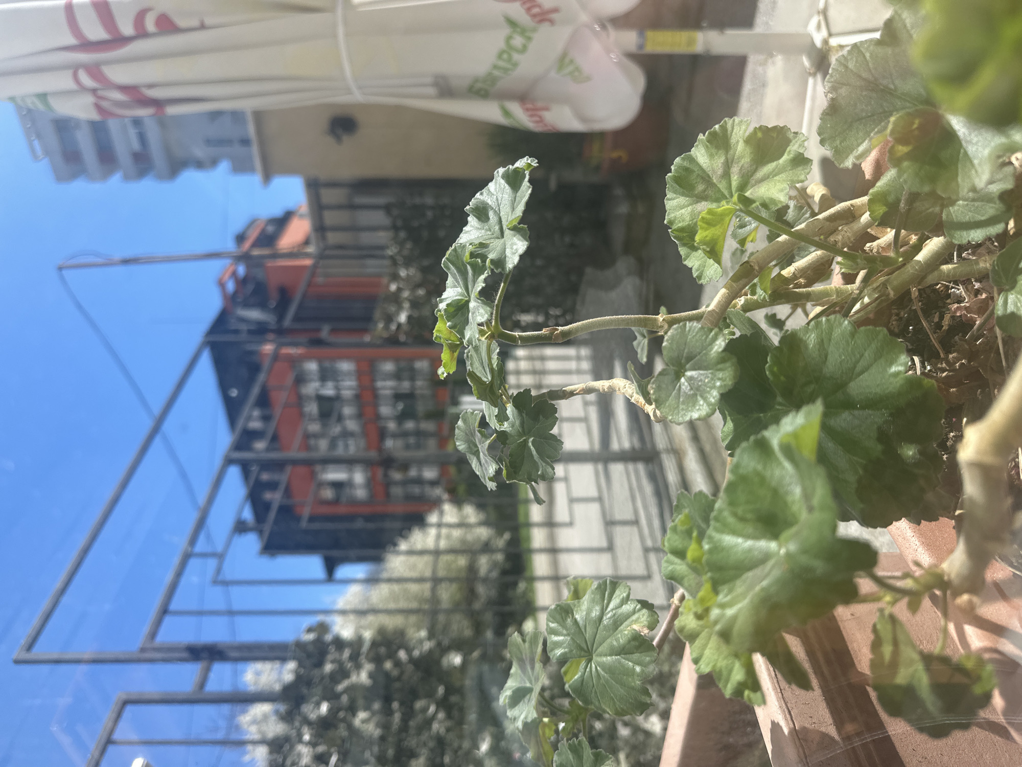 Indoor plant photographed by window in Sofia, Bulgaria