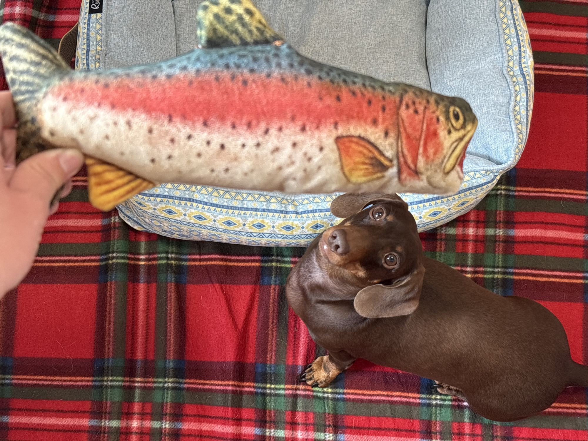 Dachshund naps and plays with toys at home in Balashikha