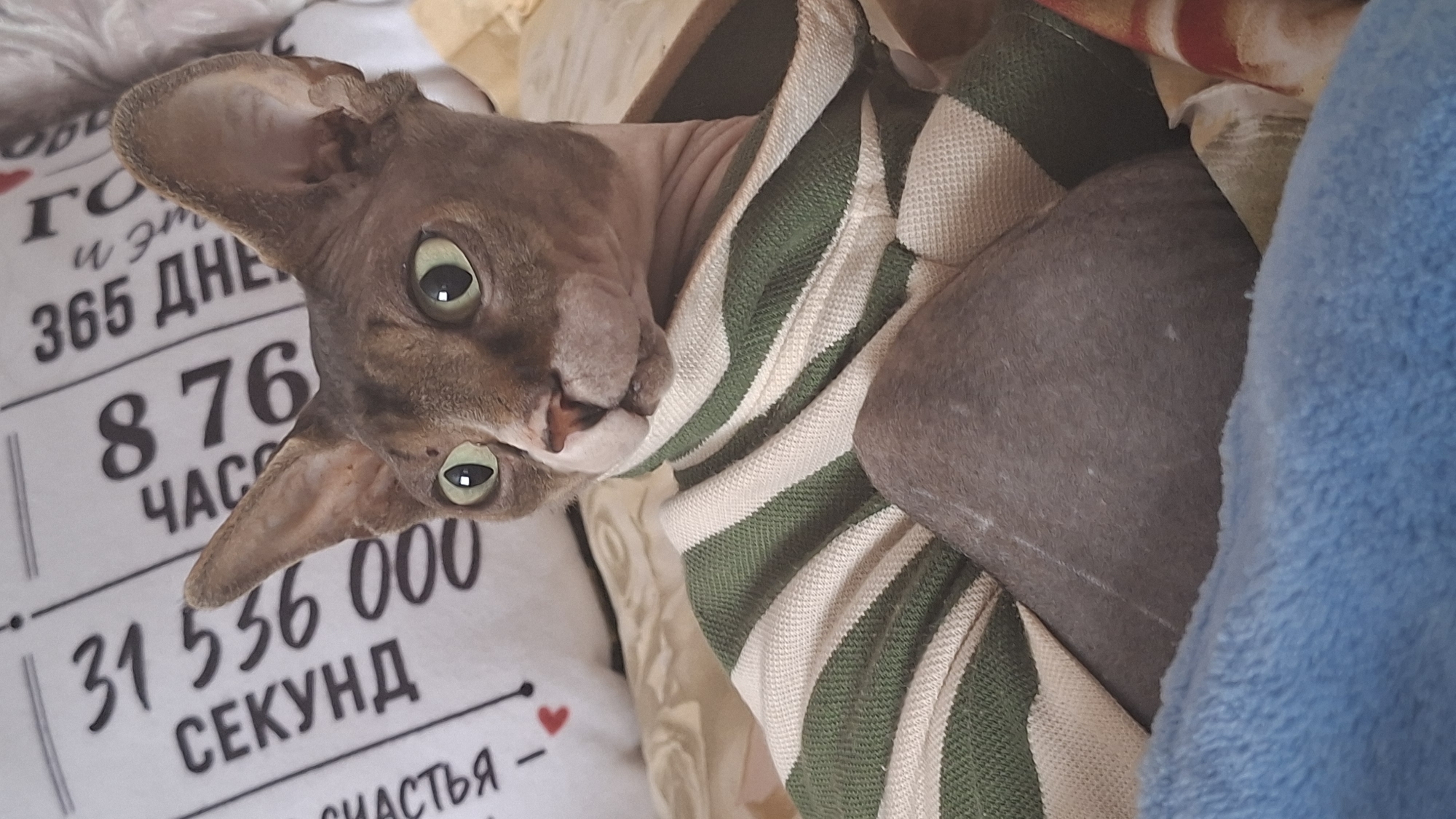 Cats at home in rural Belarus, June morning