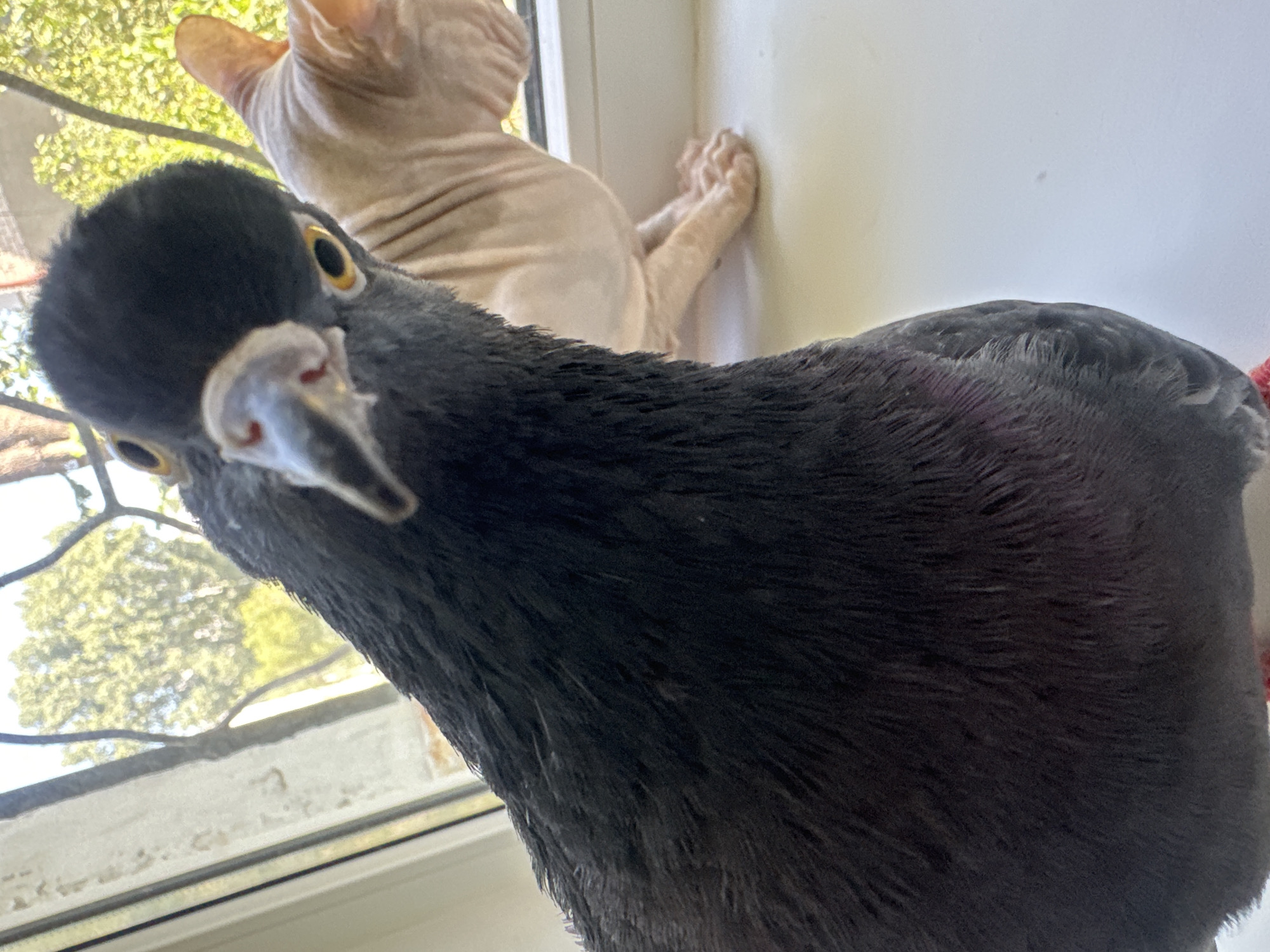 Sphynx cat and pigeon share a windowsill in Togliatti