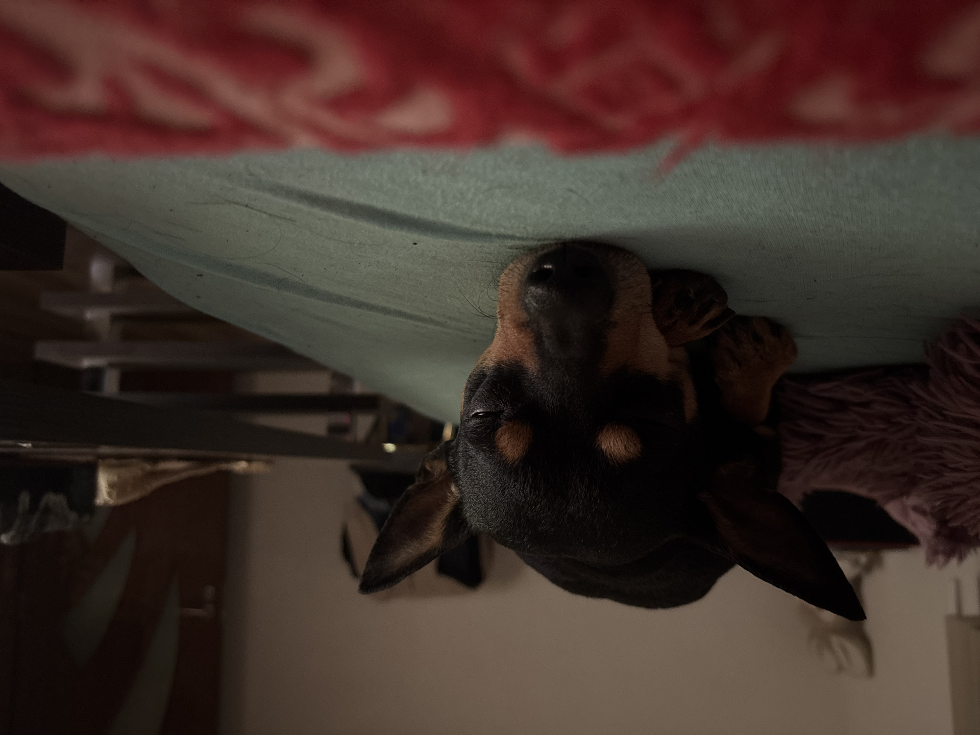 Dog's quiet afternoon documented in Bulgarian home