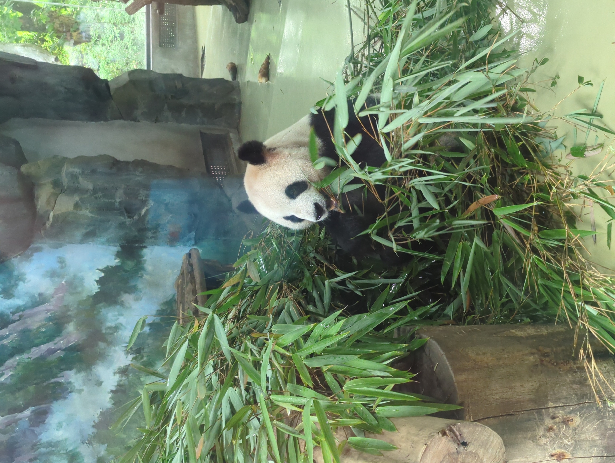 Giant and red pandas at Chengdu sanctuaries, July 2026