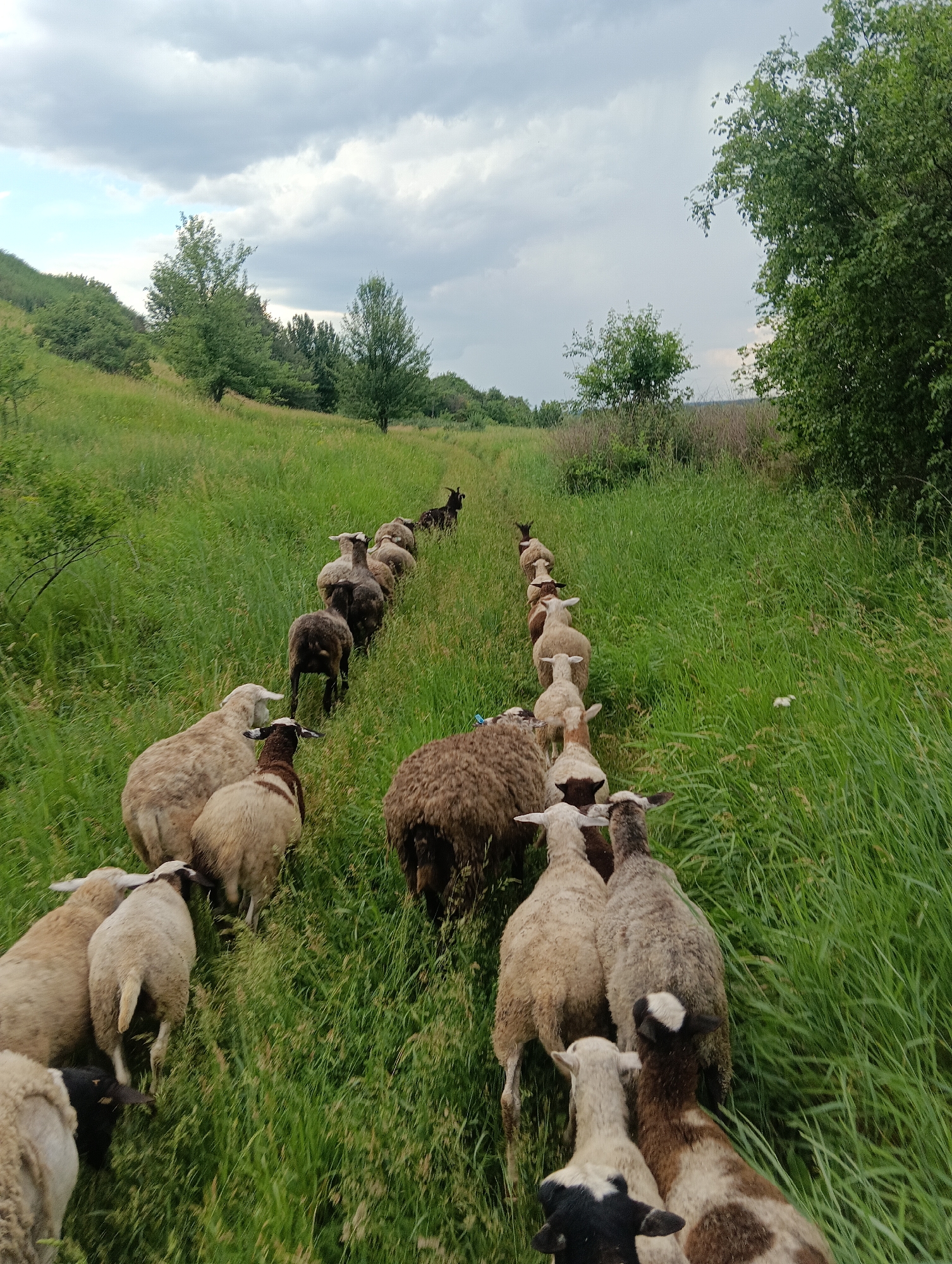 Mixed flock of sheep and goats graze across pastoral hillsides