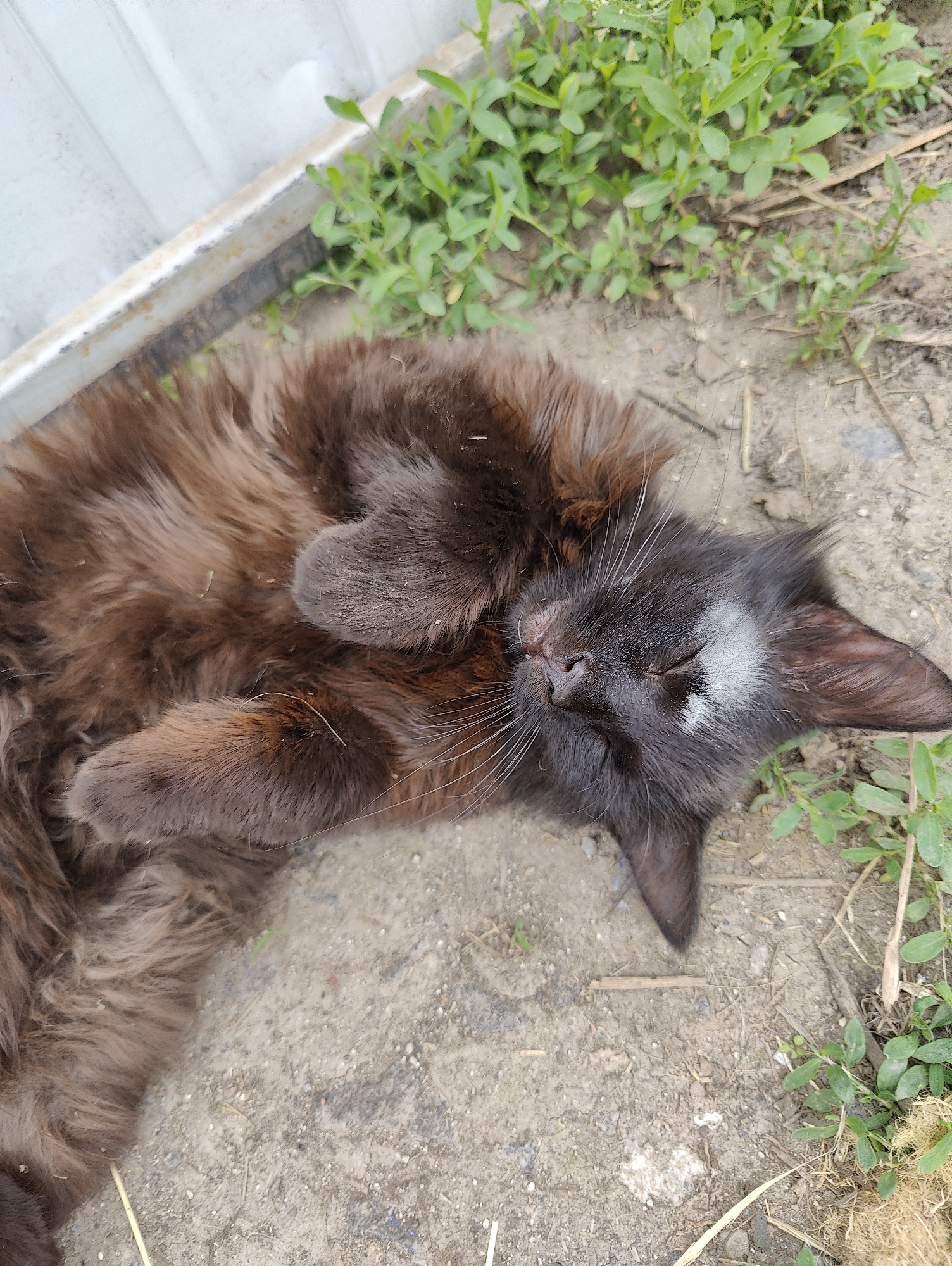 Cats and a dog napping outdoors in Yarmolyntsi