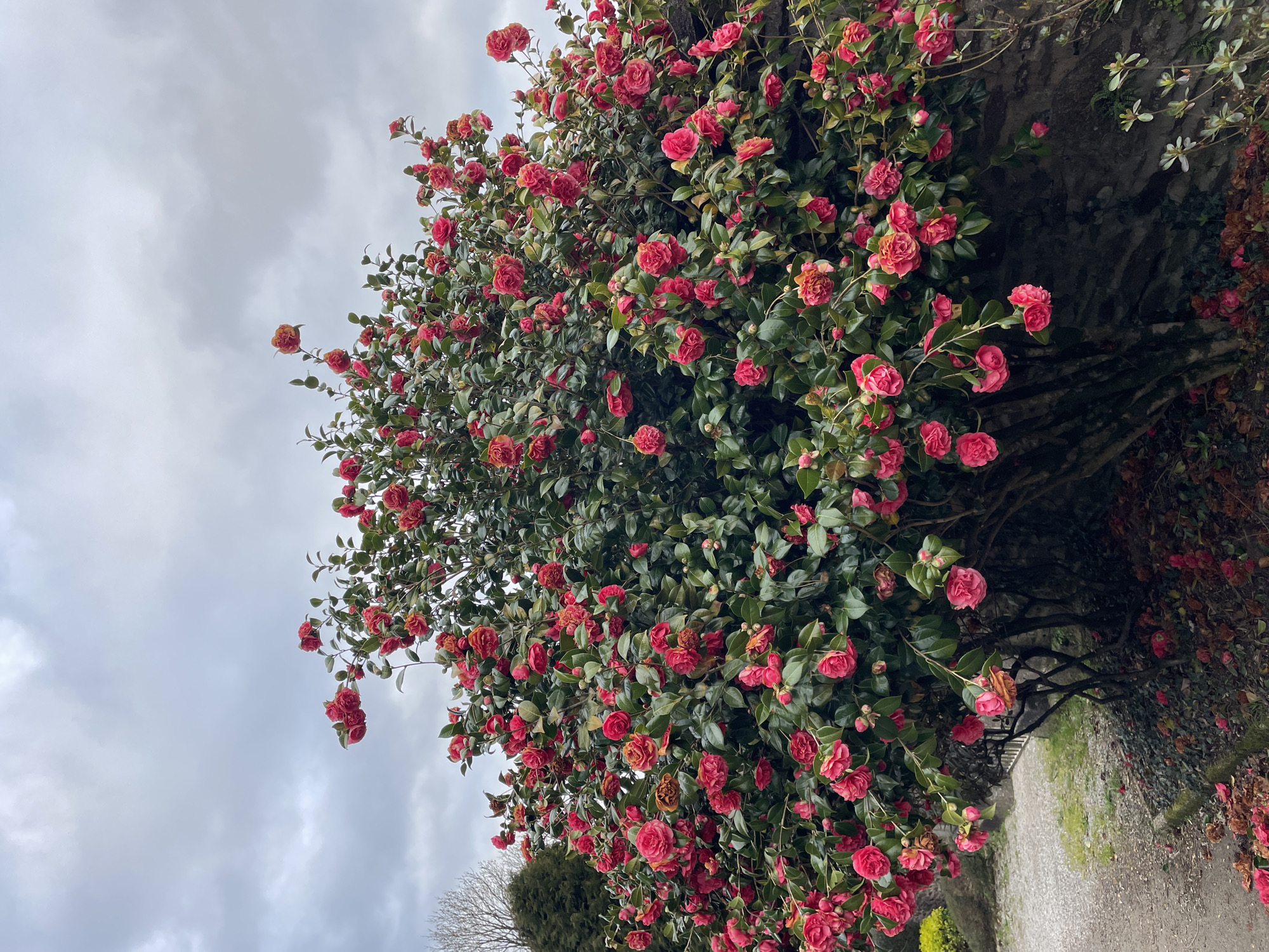 Spring blooms and street scenes captured in Le Moustoir