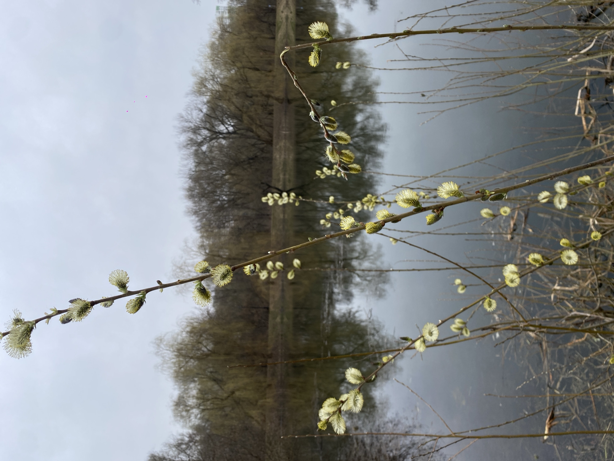 Spring willow catkins bloom near water in Moscow park