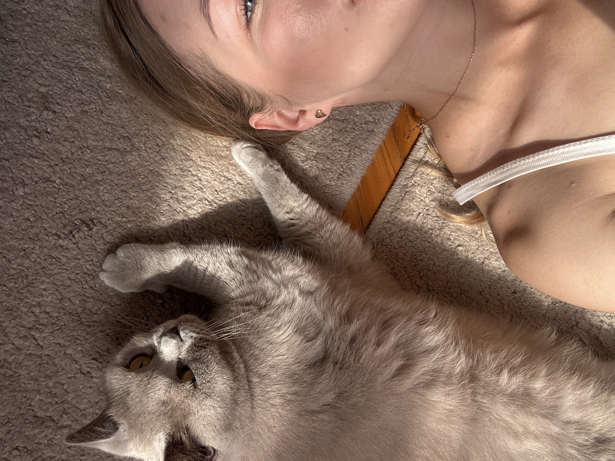 Lazy afternoon on the floor with a grey British Shorthair