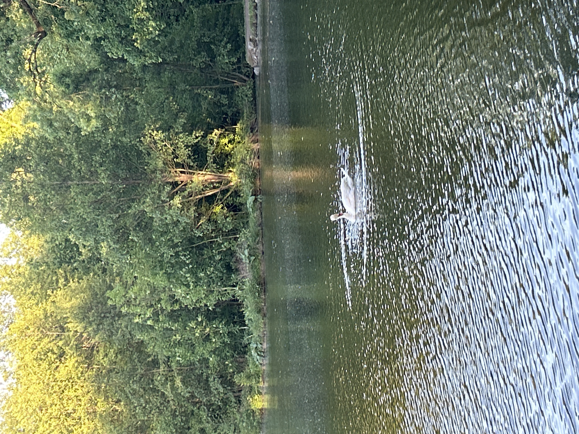White swan spotted swimming in Strasbourg's Ill River