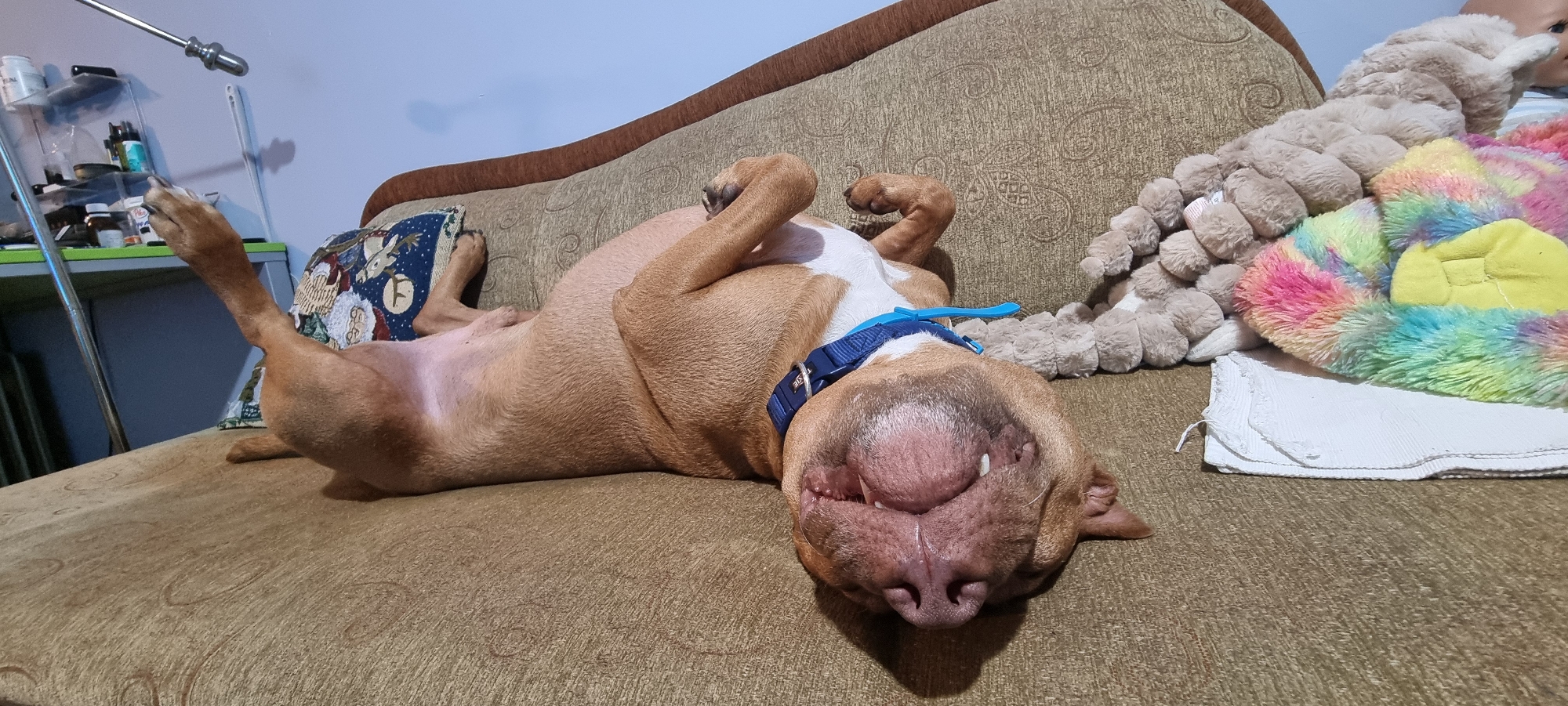 Sleeping Pitbull captured resting peacefully on furniture and carpet