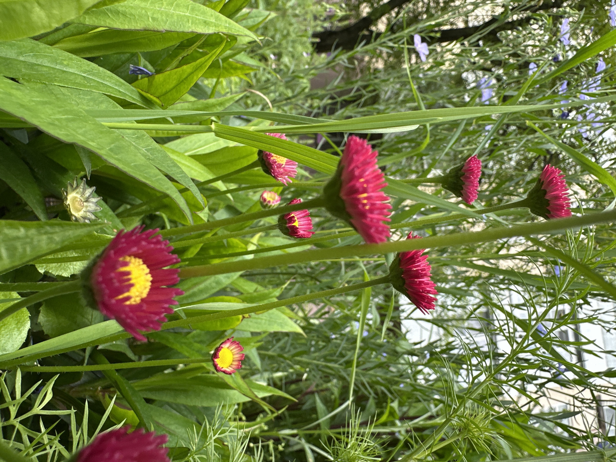 Spring flowers documented in Stavropol garden setting