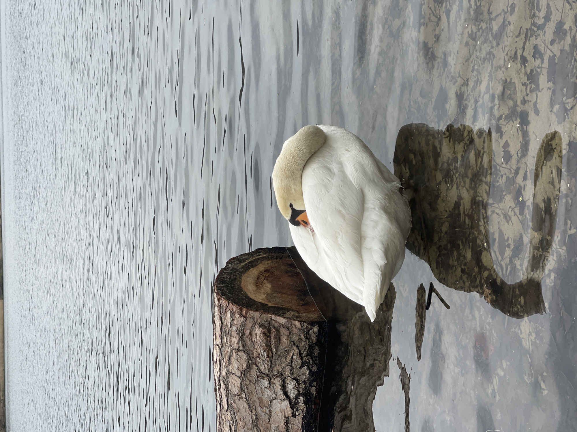 Mute swan rests and preens in Berlin waterway