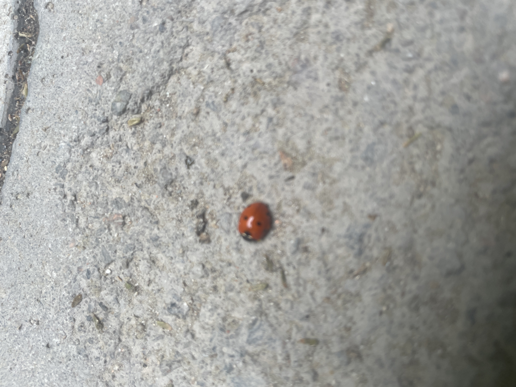 Morning garden documentation captures ladybugs, flowers in Almaty