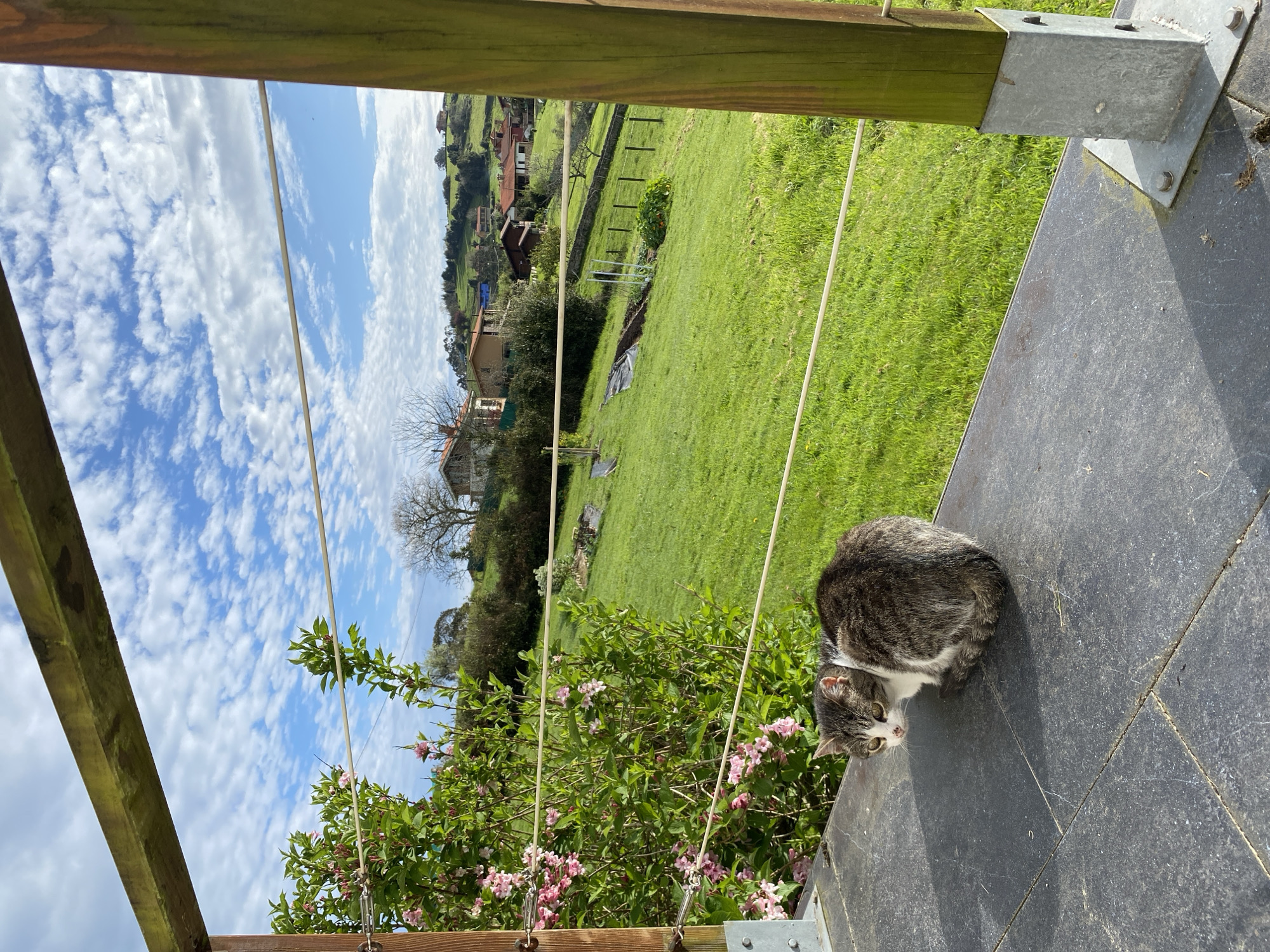 Morning backyard farming routine documented in Villaviciosa, Spain