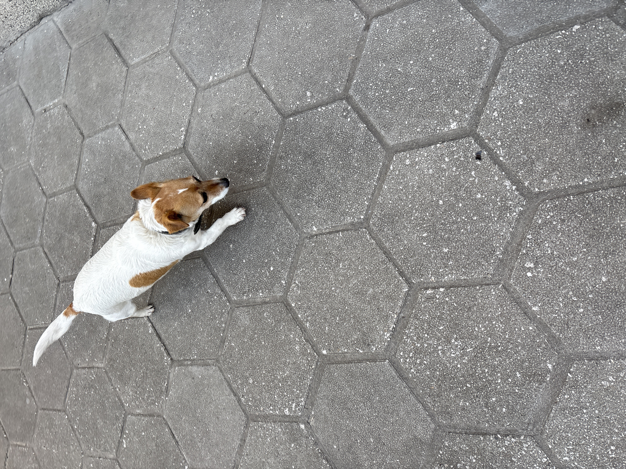 Person pets Jack Russell Terrier on street in Bulgaria