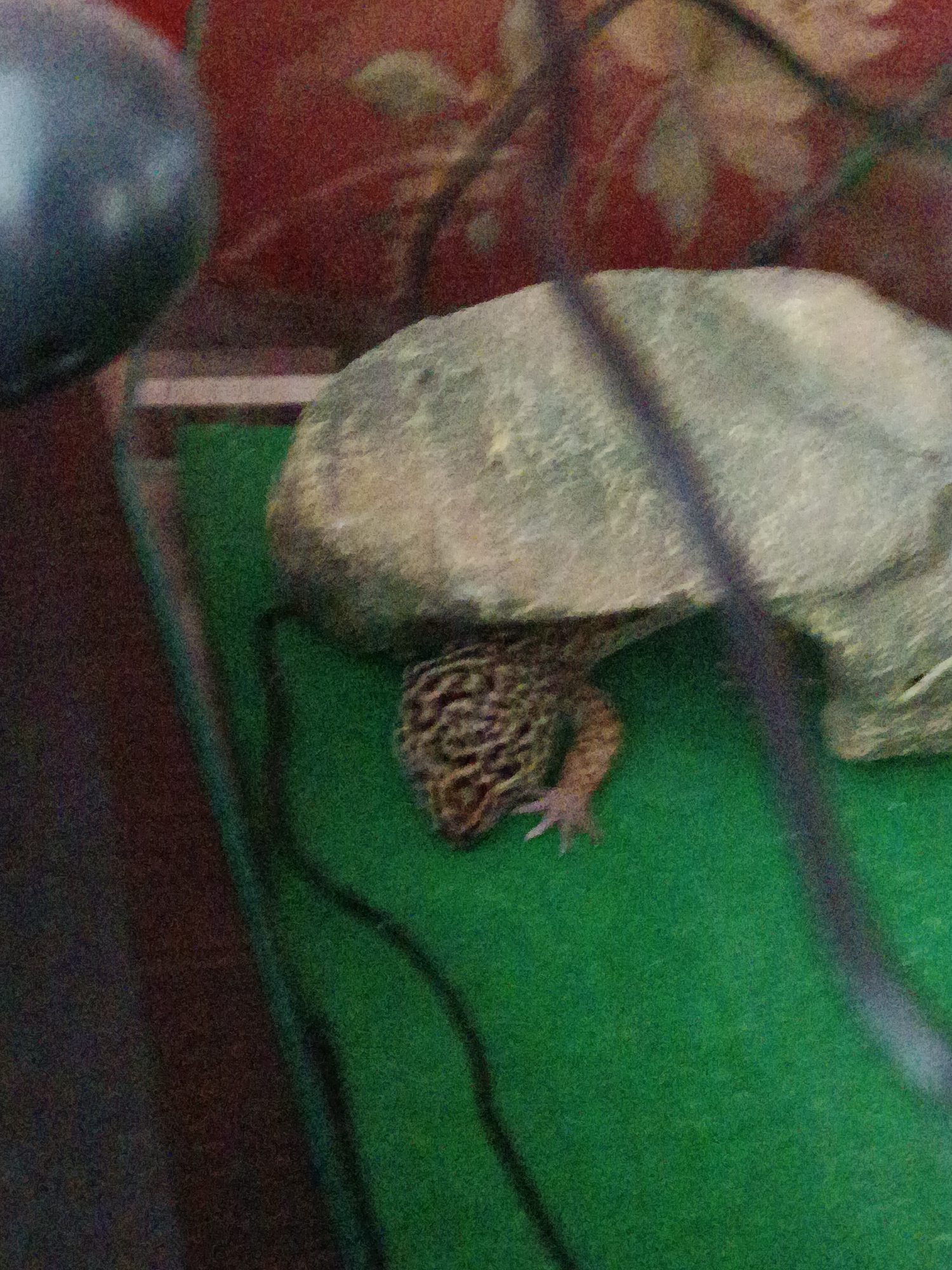 Leopard gecko partially hidden under a rock in Podilsk