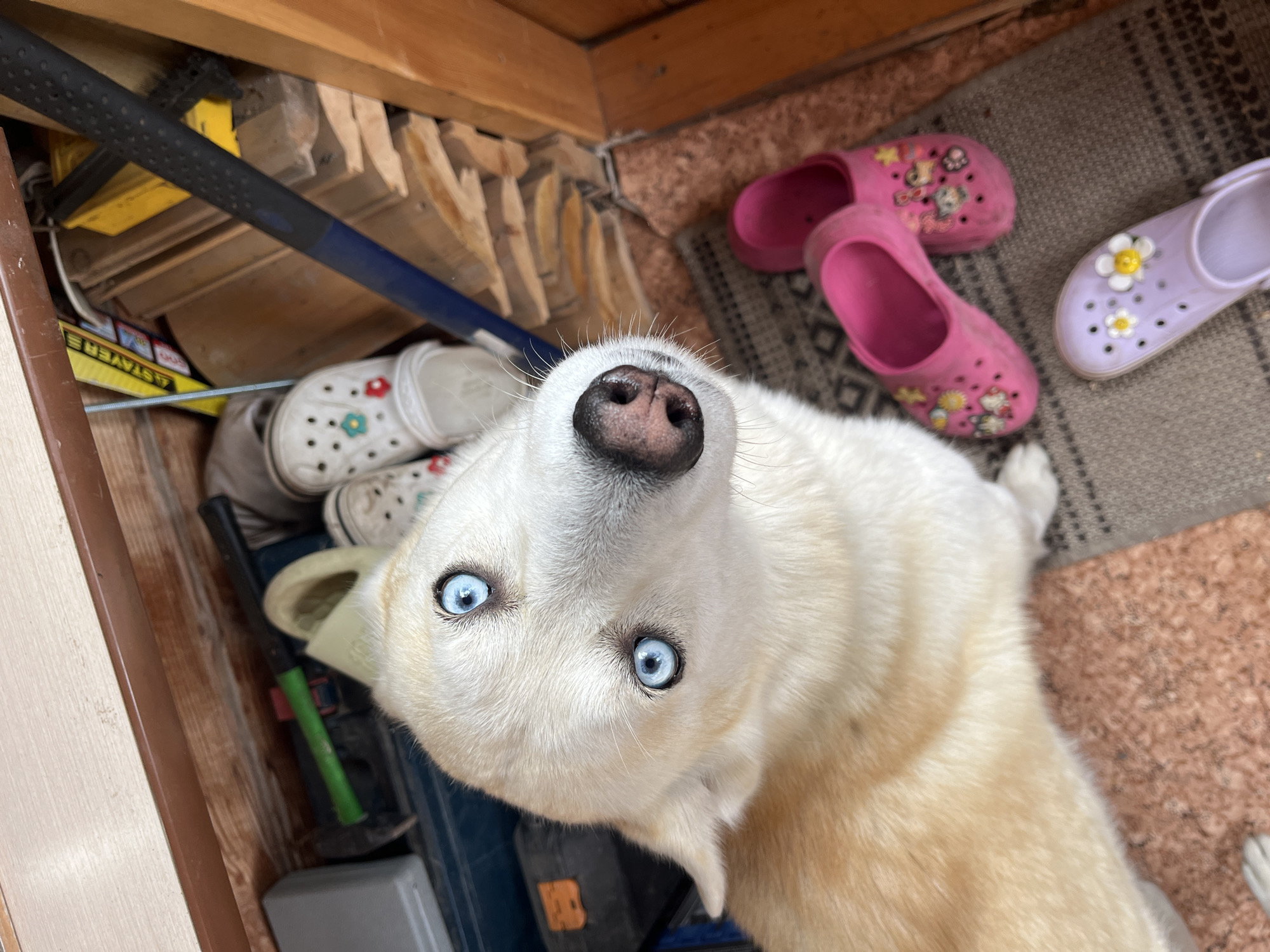 Blue-eyed Husky looks up at the camera in Tomsk