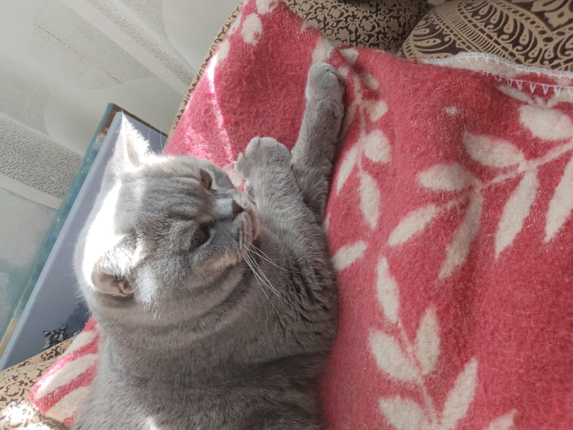Gray cat rests peacefully on patterned blankets indoors