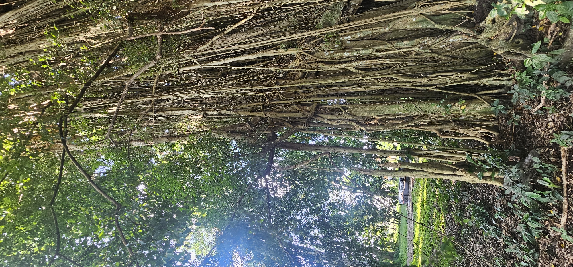 Banyan tree with aerial roots documented in Ubud