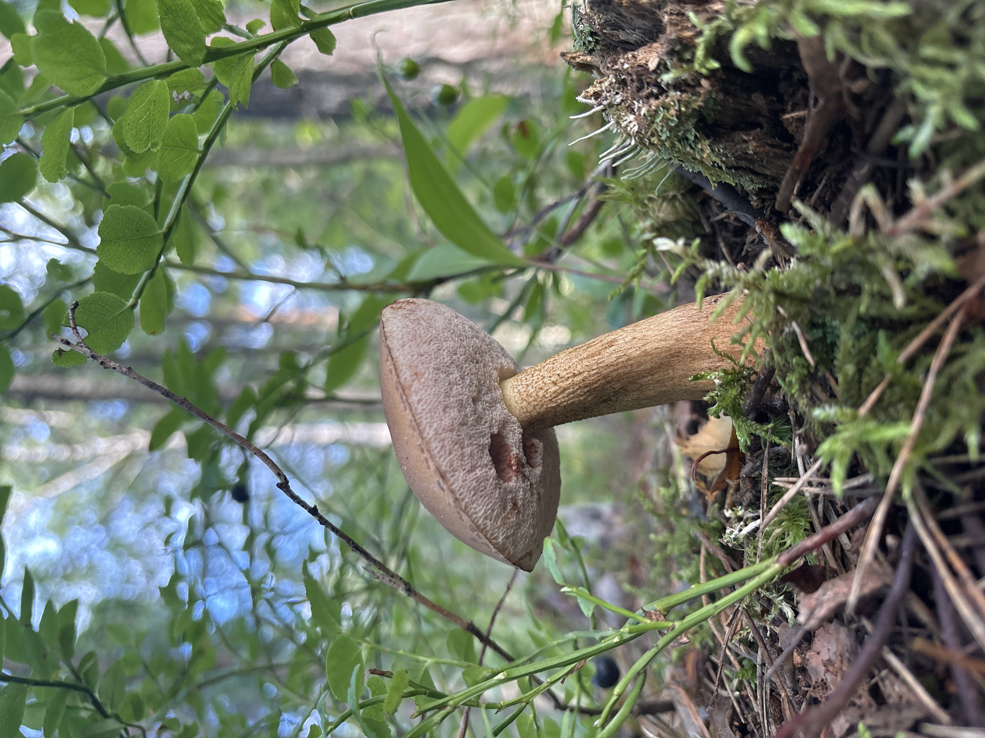 Mushroom growing from mossy fallen log in Finnish forest
