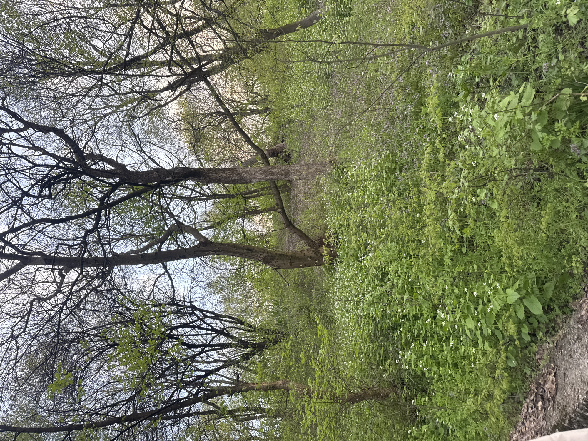 Spring woodland path captured in Montana, Bulgaria