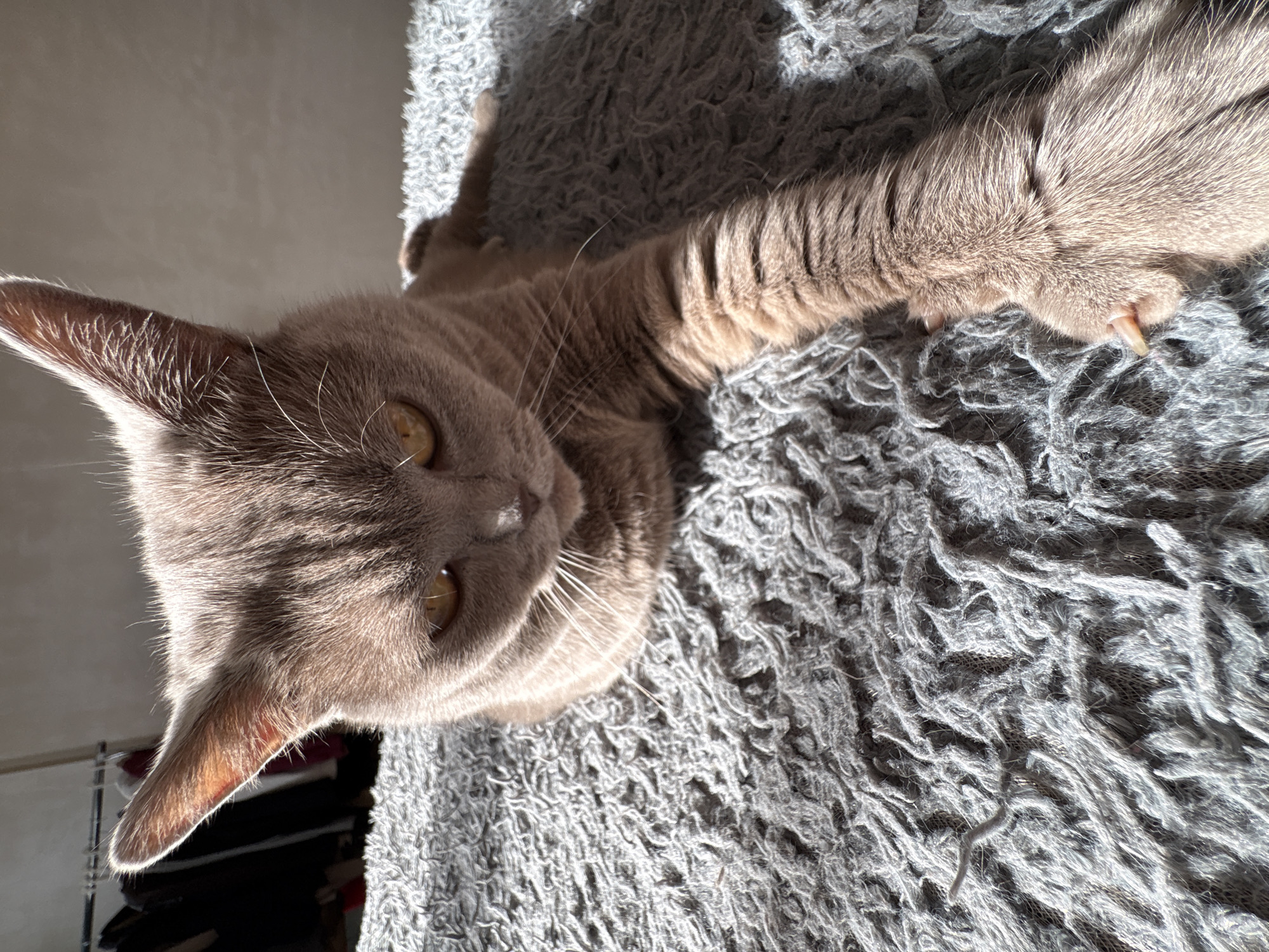 Woman and cats rest together on carpet in Izhevsk