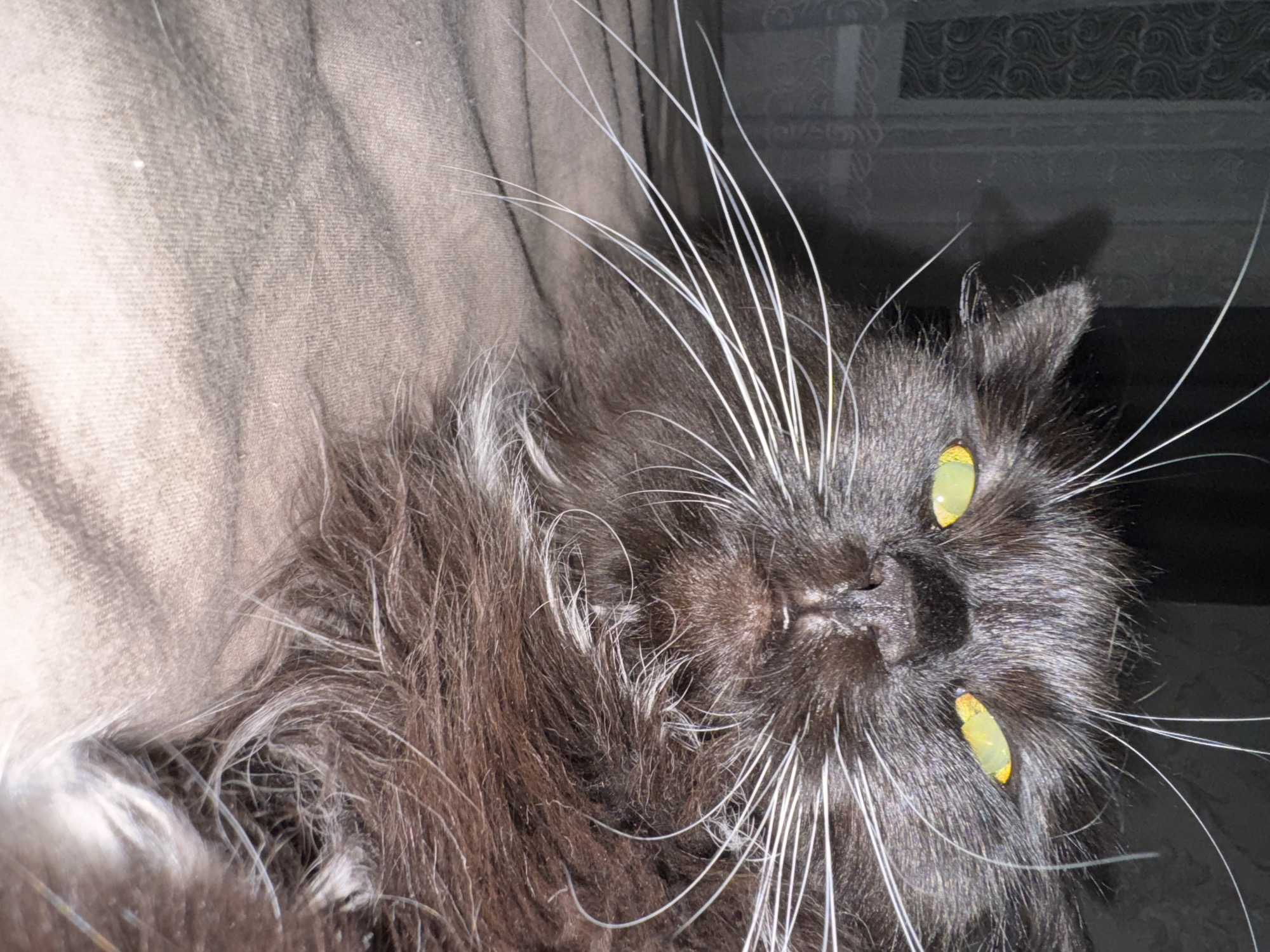 An evening's worth of cat portraits from a home in Slonim