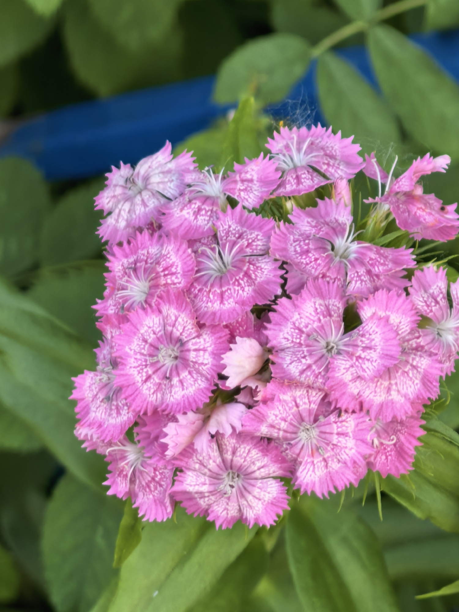 Botanical Photography Session Documented in Sterlitamak Garden