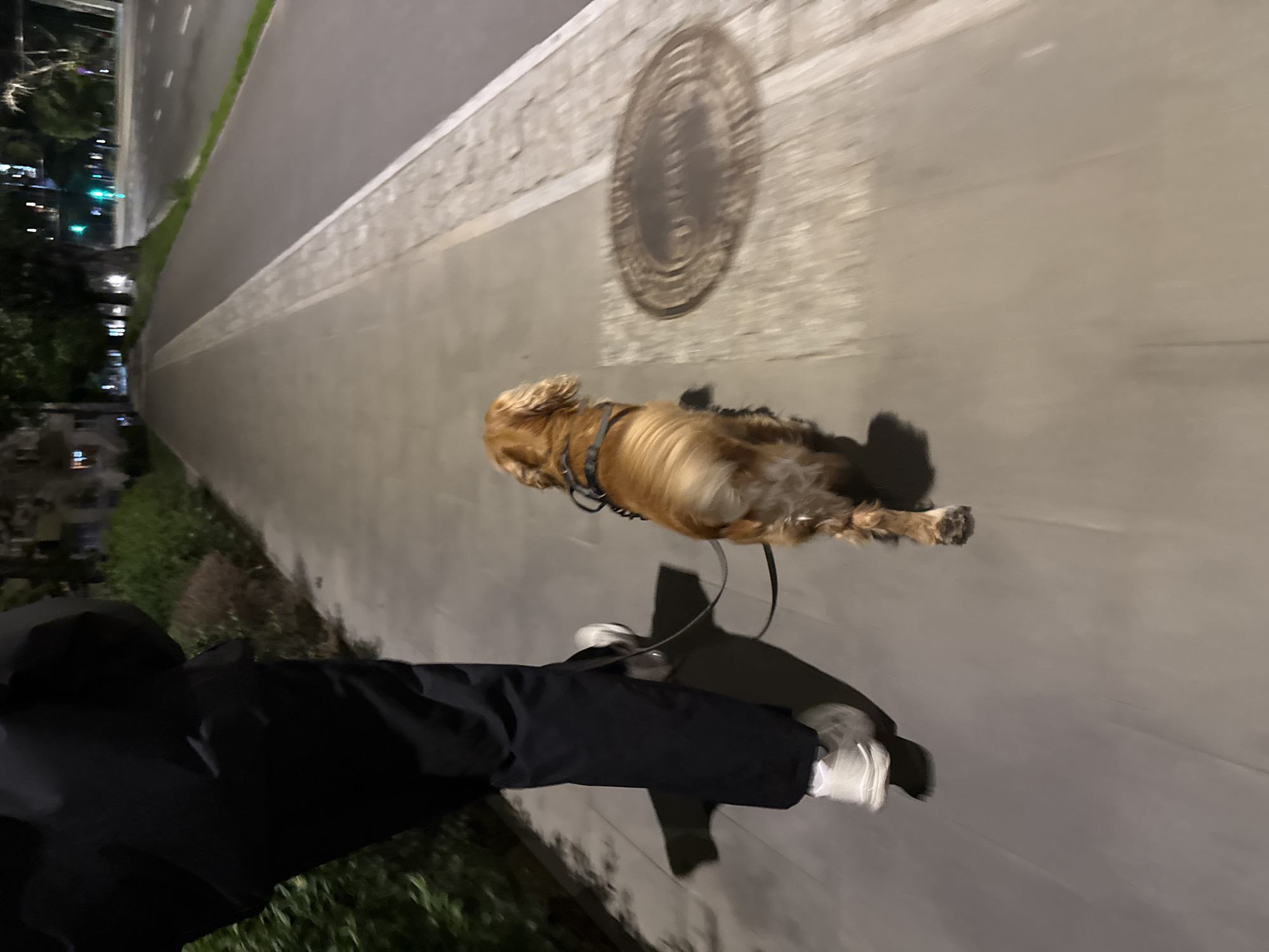 Evening dog walk on a paved path, tail wagging