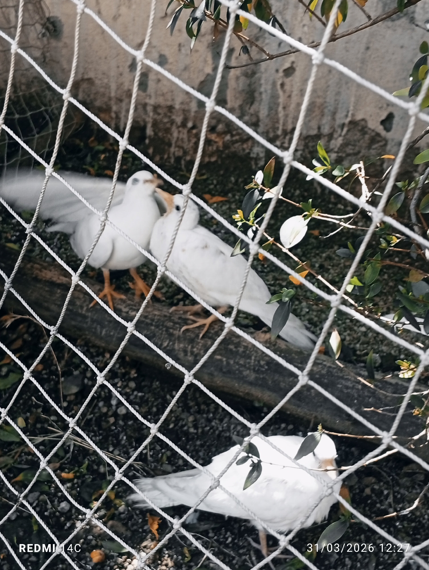 Rural poultry farming documented in Lassan, Pakistan morning hours