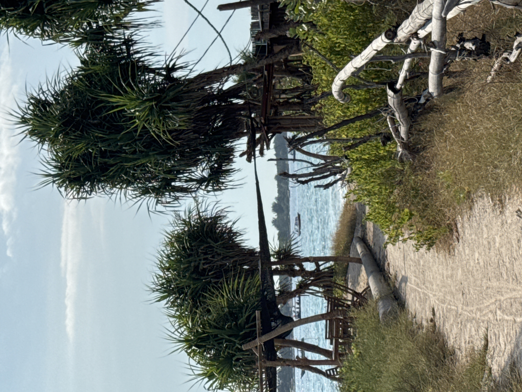 Indonesian coastal scene documented with tropical trees and thatched structure