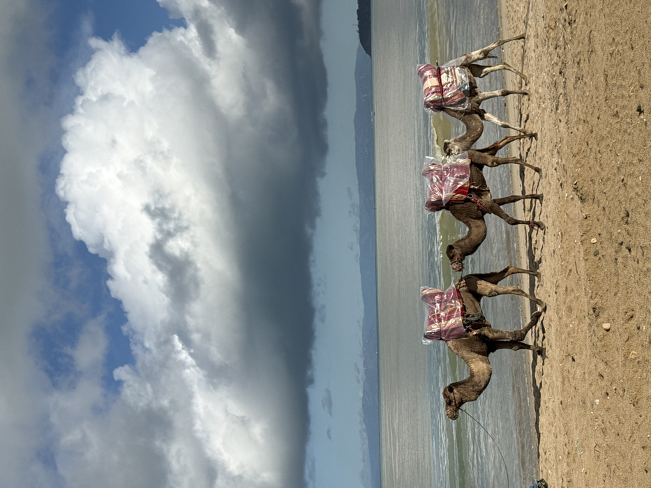 Saddled camels walk along Tangier beach with plastic-covered equipment