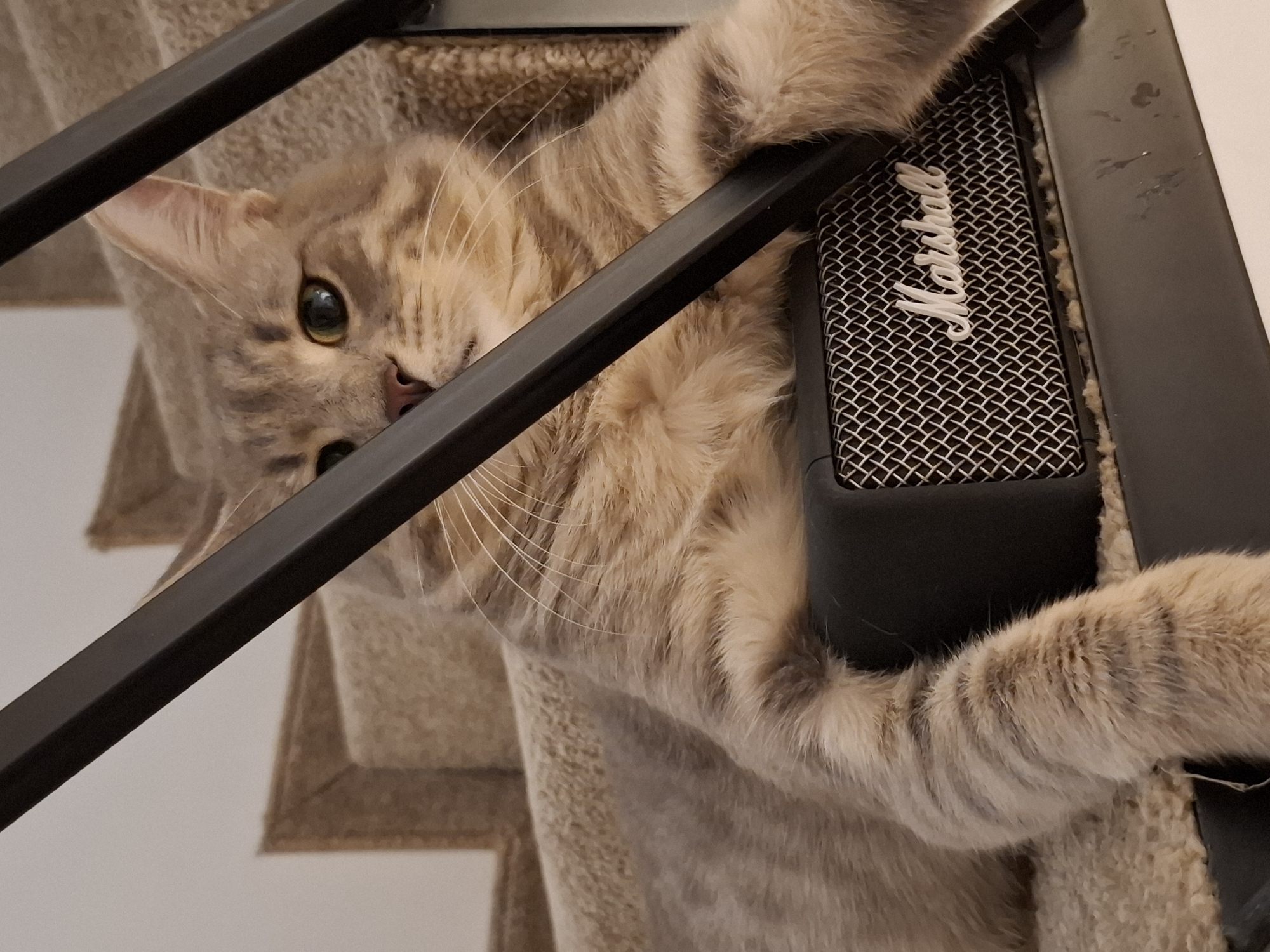 Tabby cat owns the evening in a Zemun home