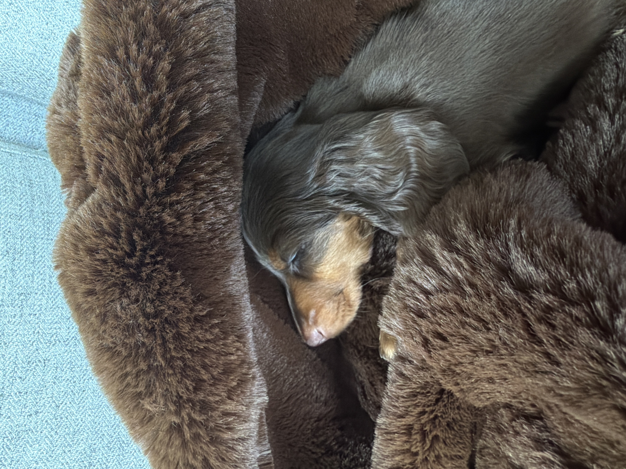 Dachshund puppy sleeps peacefully in Montreal home