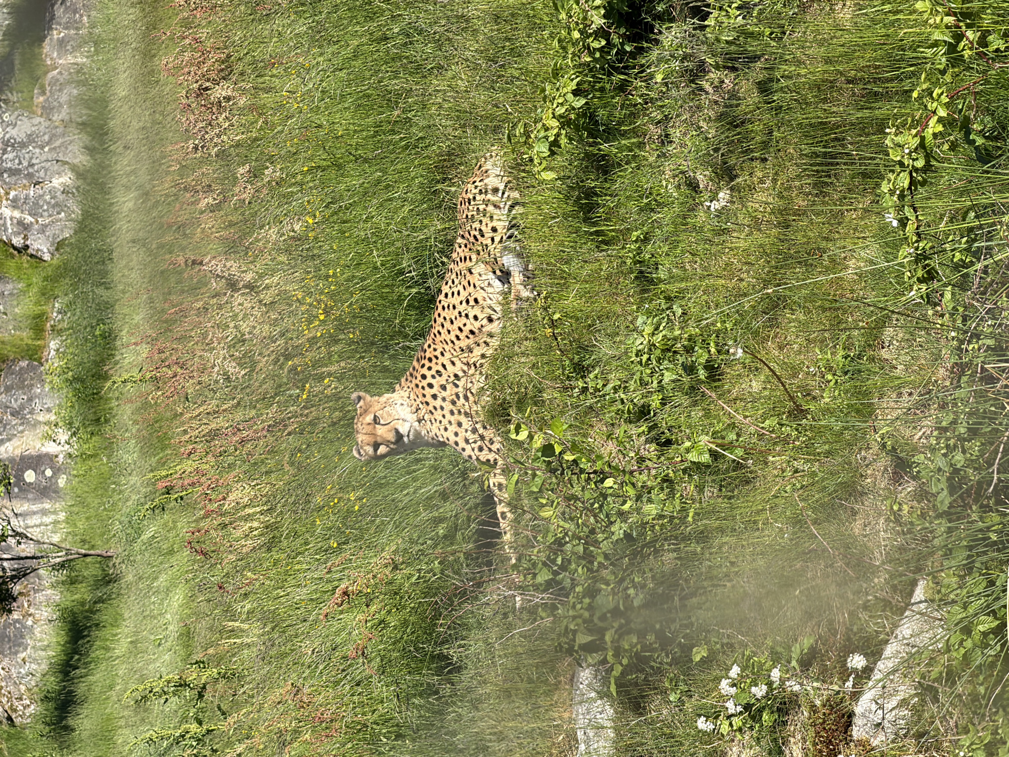 Zoo visitor documents diverse wildlife at Kristiansand Dyreparken