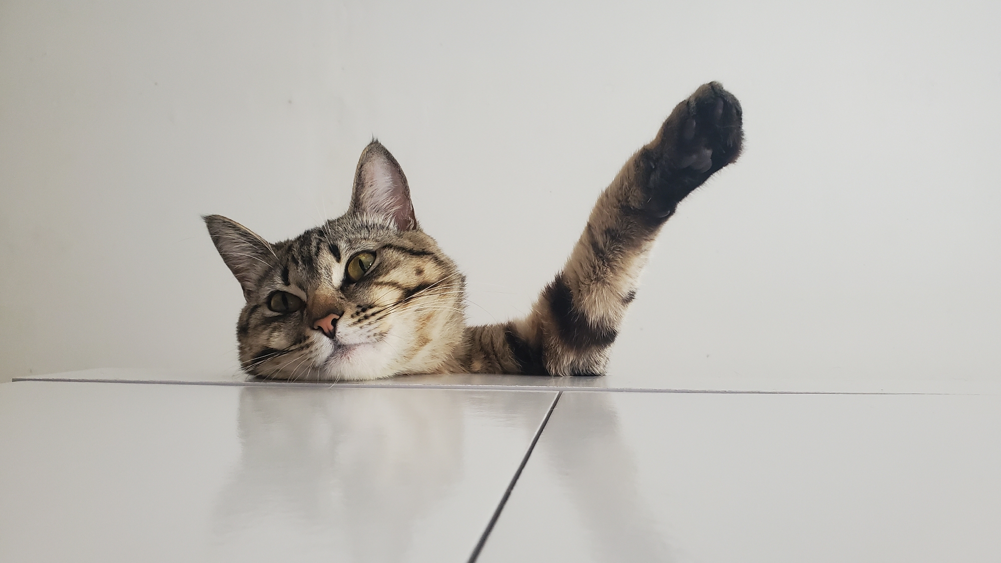 Curitiba residents document pets and local flora Saturday afternoon
