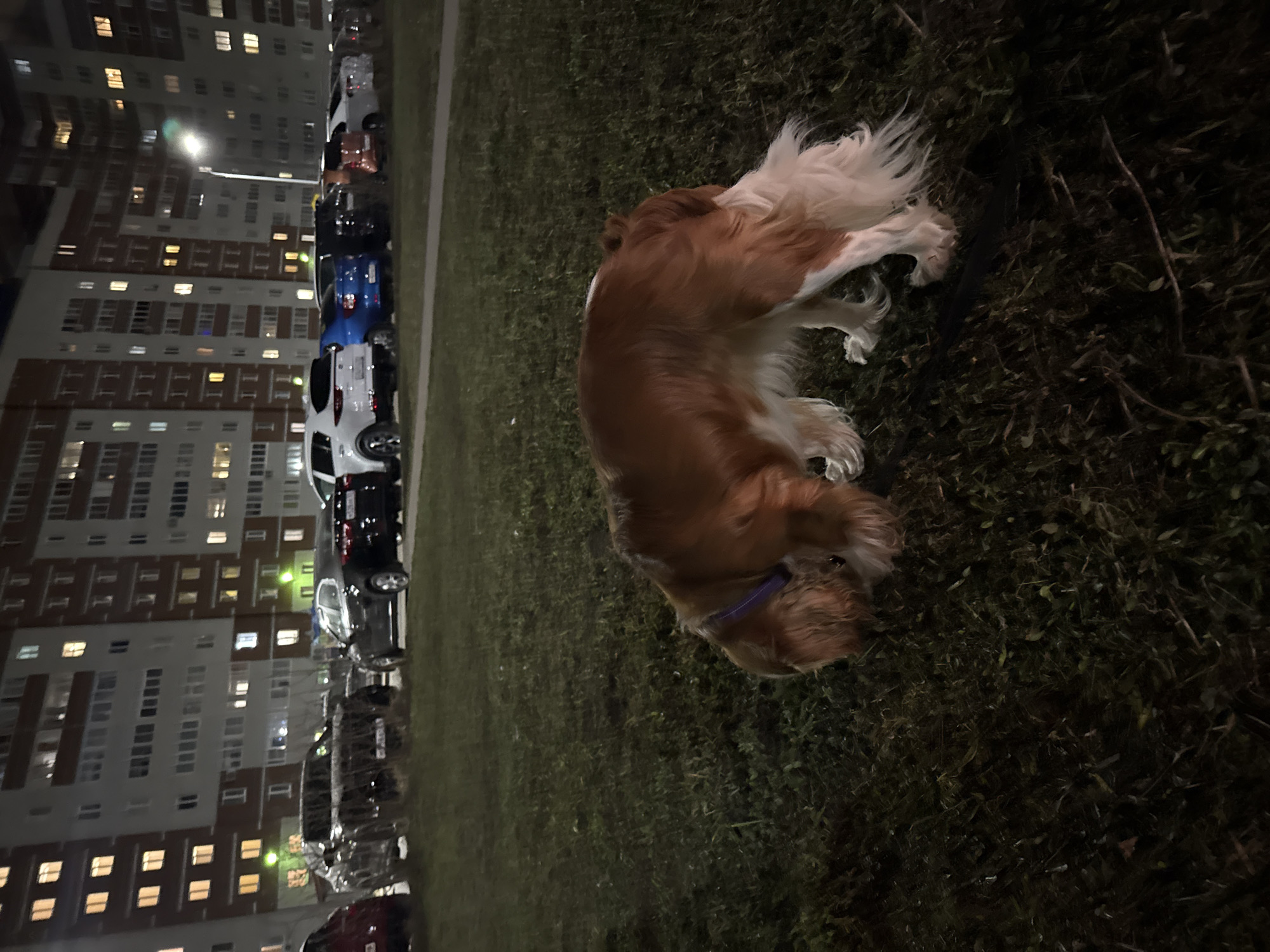Child and dog spotted in Veliky Novgorod apartment complex