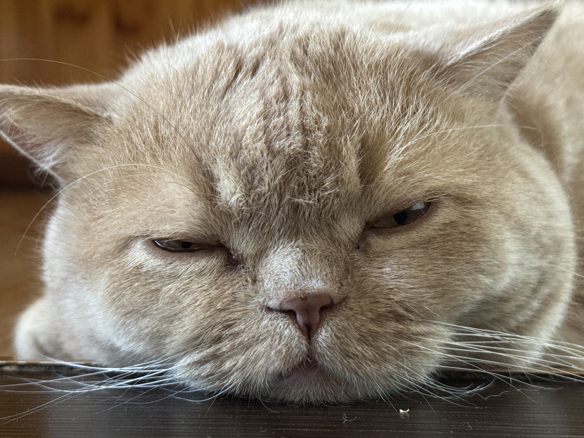 Cat's quiet morning routine captured in domestic setting