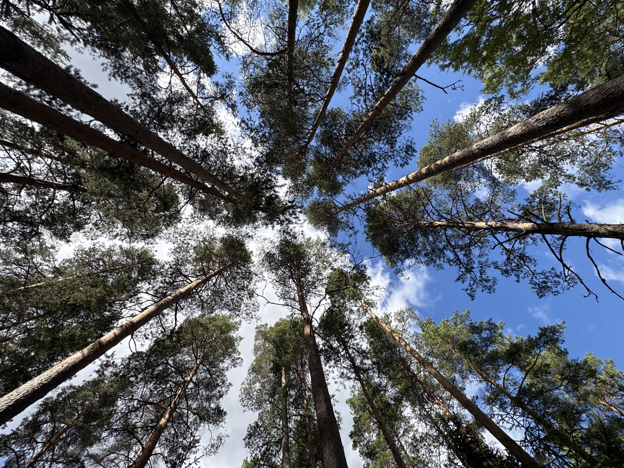 Pine forest trail walk with close-up nature details
