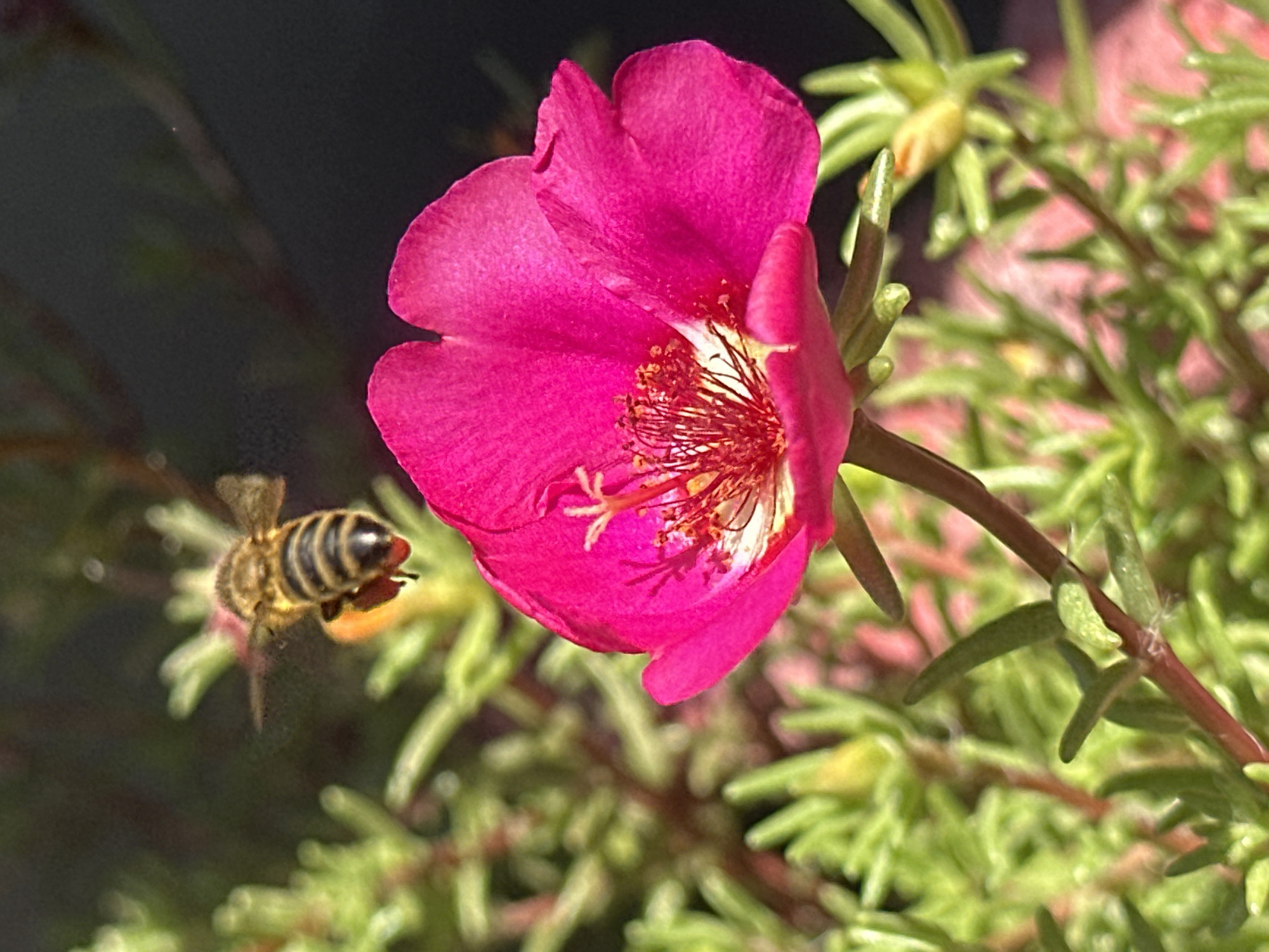 Macro garden life in Lobacheve — bees, blooms, and insects up close