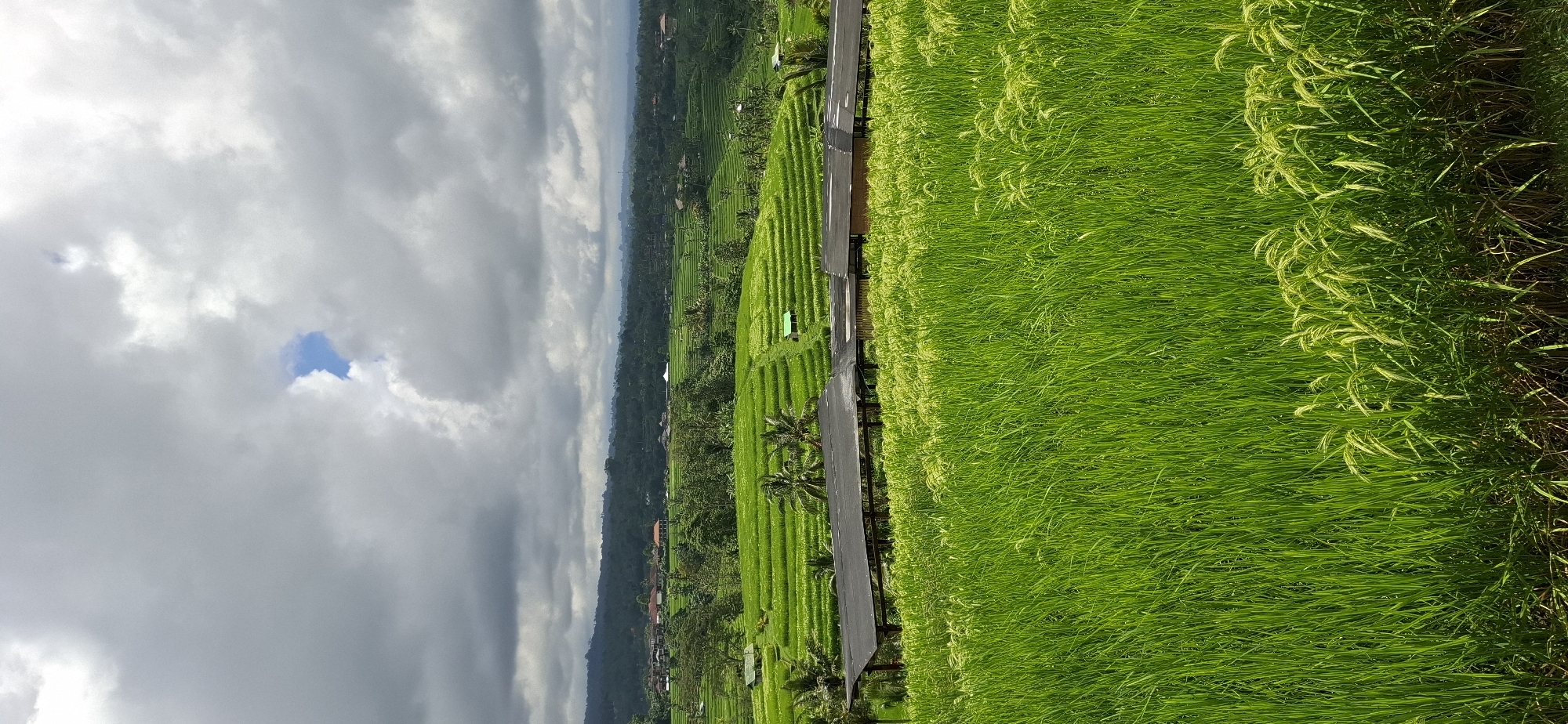 Morning scenes captured around Penebel rice terraces and temples