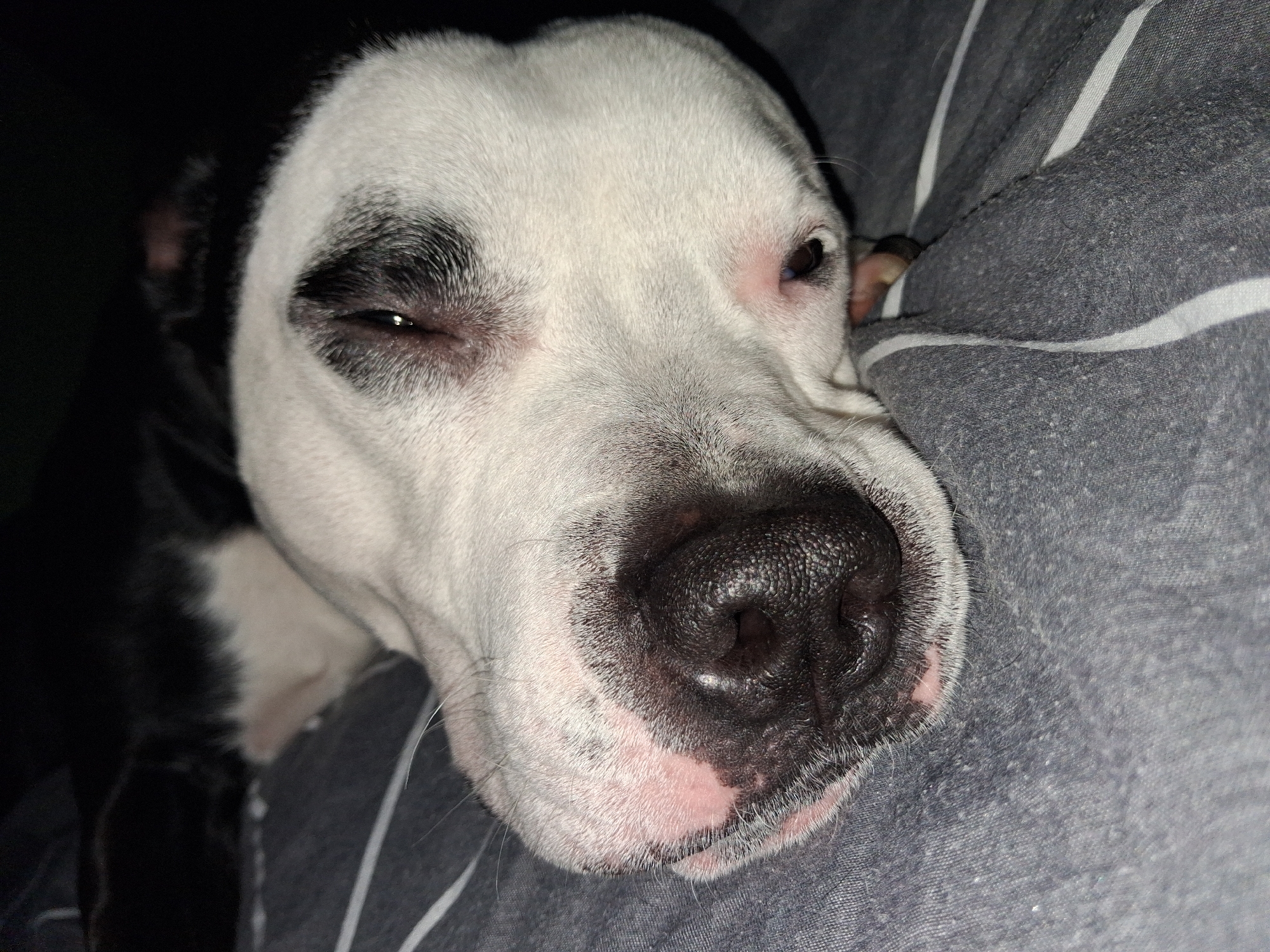 Dog resting at home captured in multiple photos