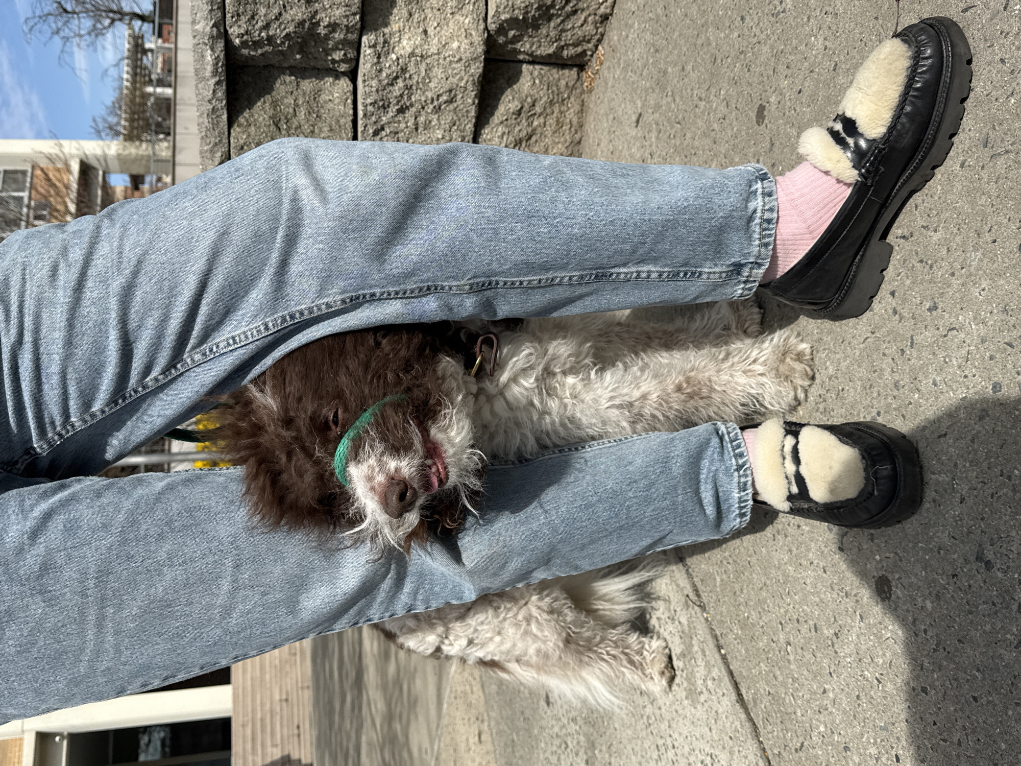 Person sits with dog on NYC sidewalk