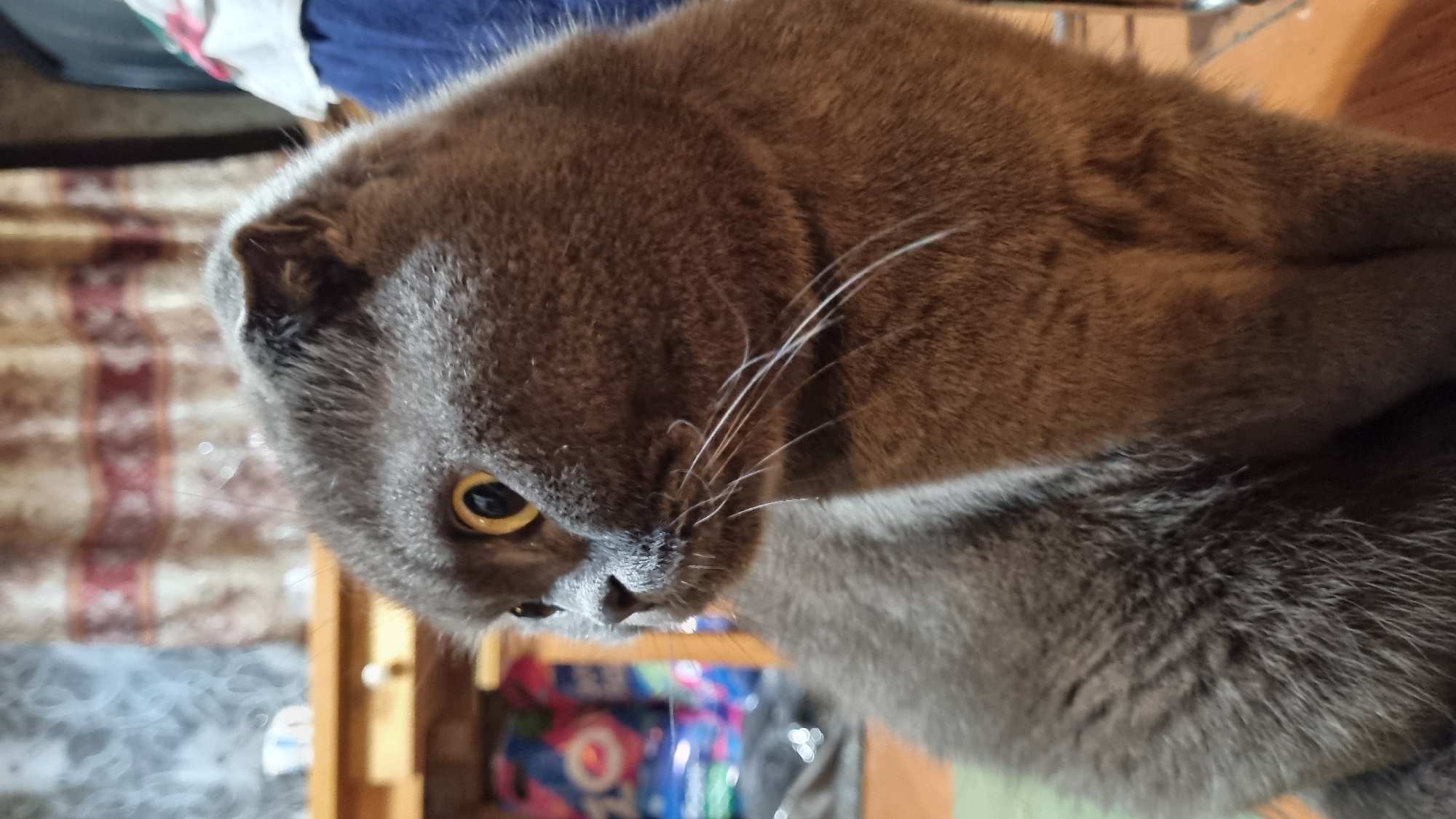 Scottish Fold cat in various poses on wooden floors, Vysokoe