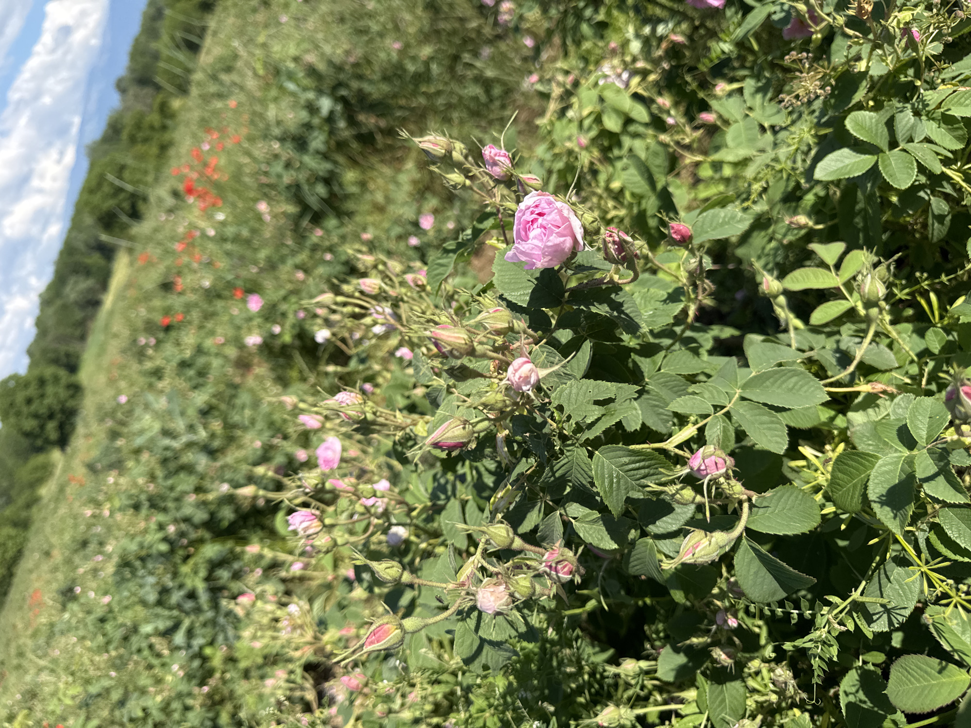 Rural Rose Petal Collection Activity Documented in Unknown Location