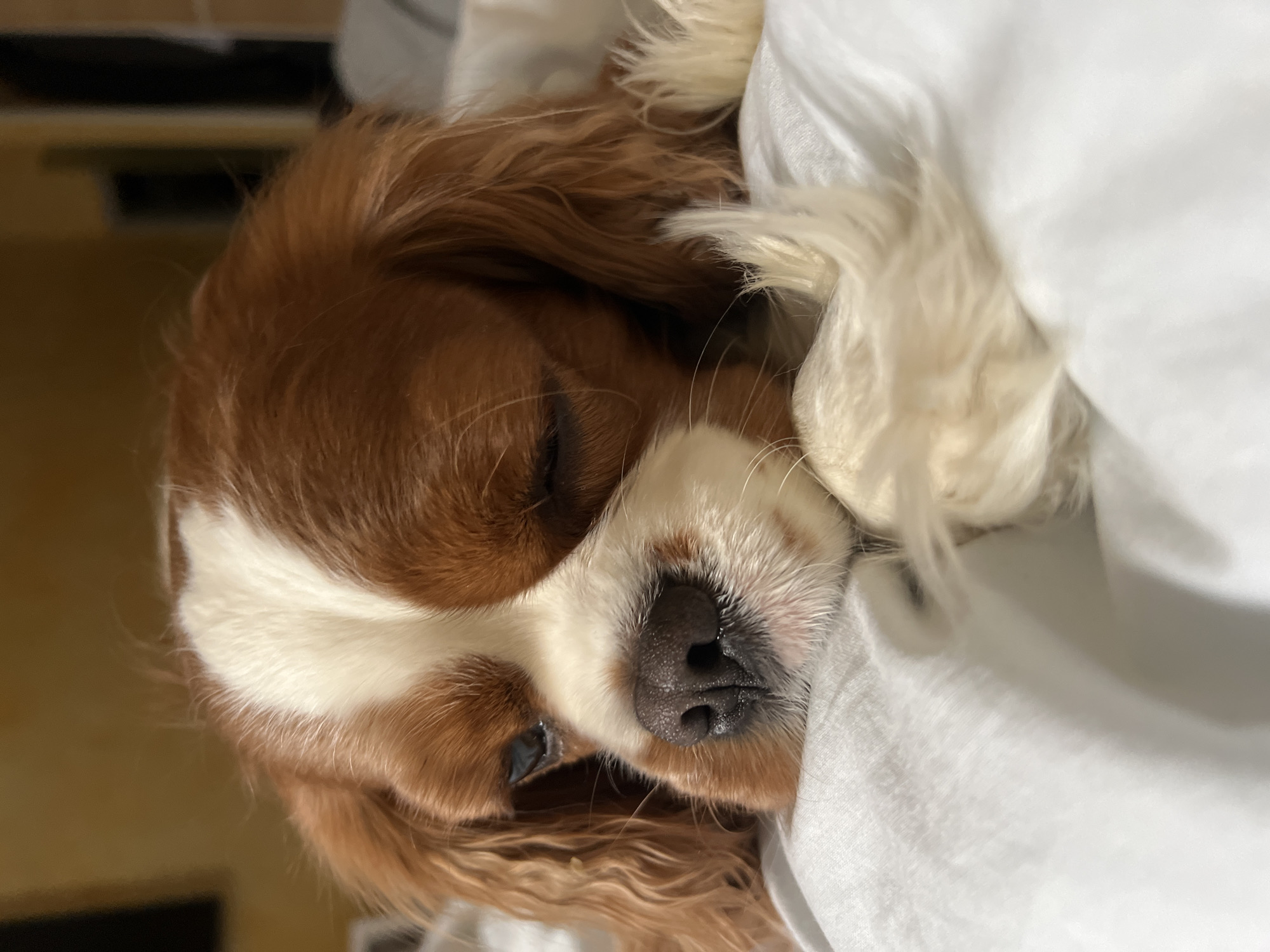 Dog sleeps peacefully on bedding in Khimki home