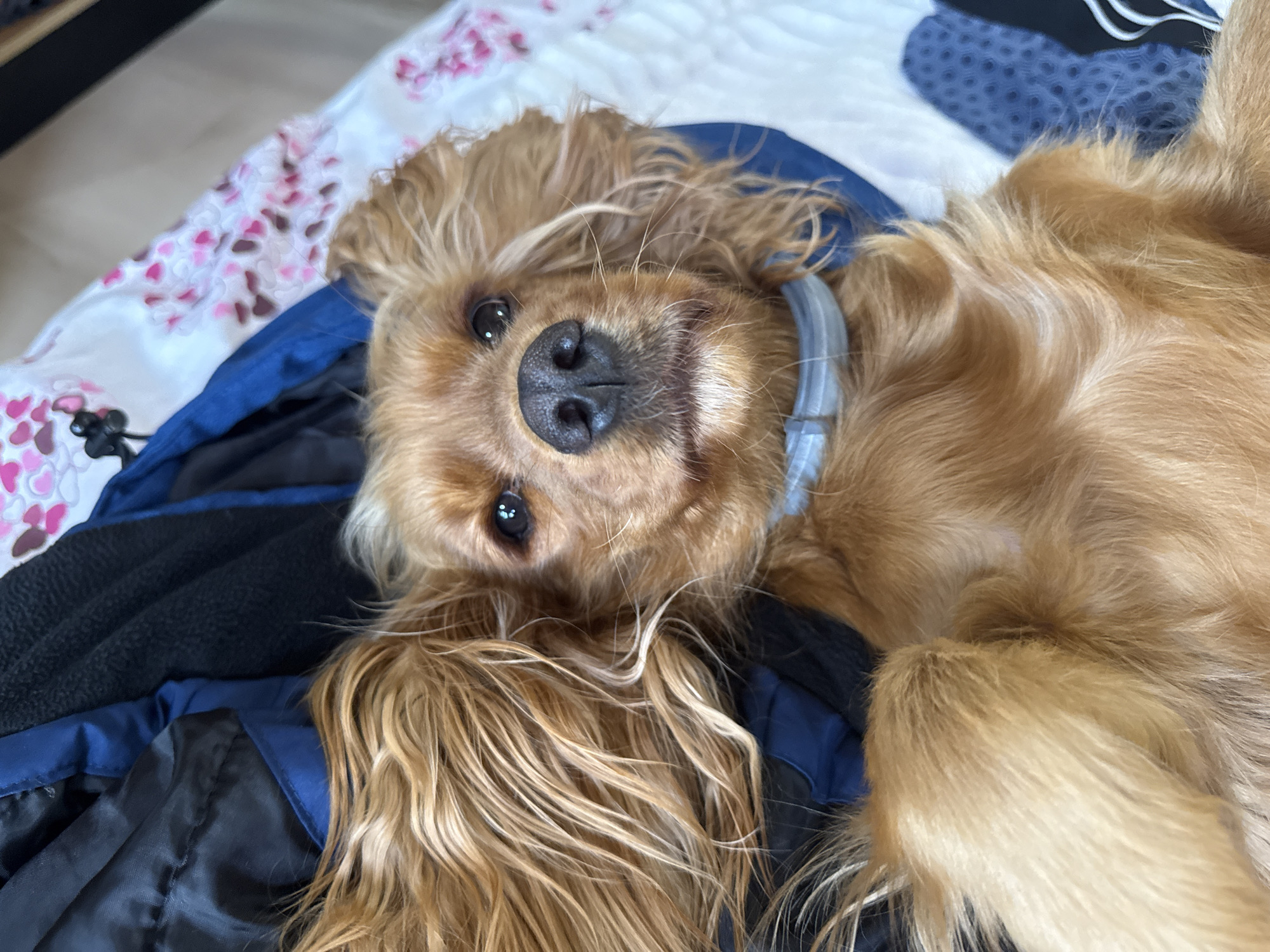Golden Cocker Spaniel relaxes upside down on bed in Varna