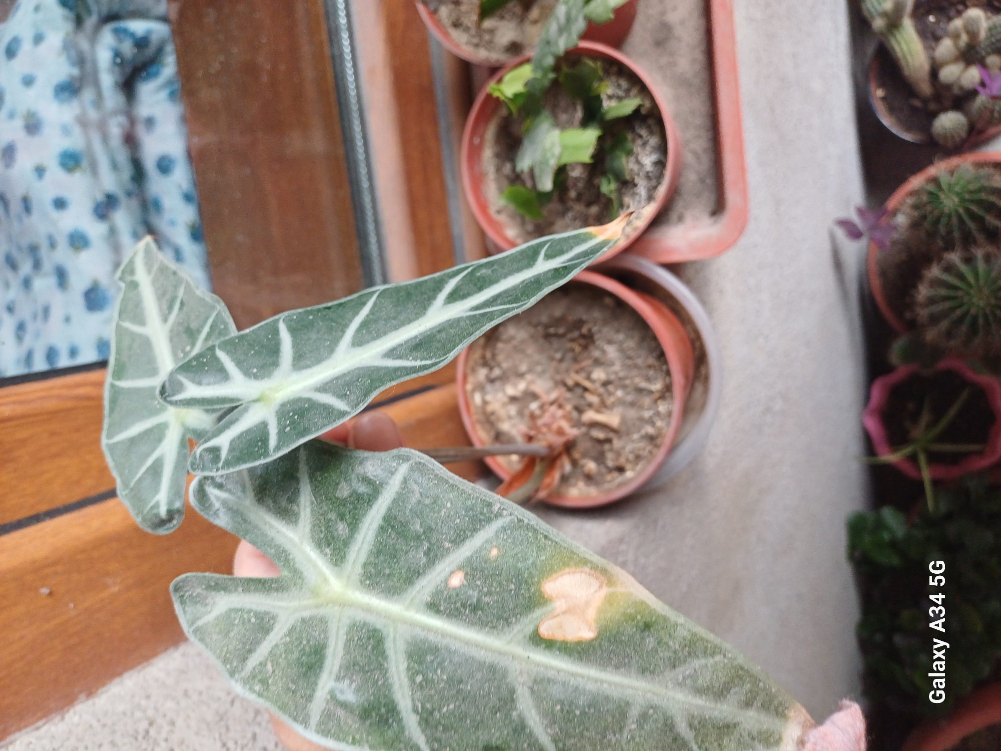Garden plants and veggie prep in an Angren backyard