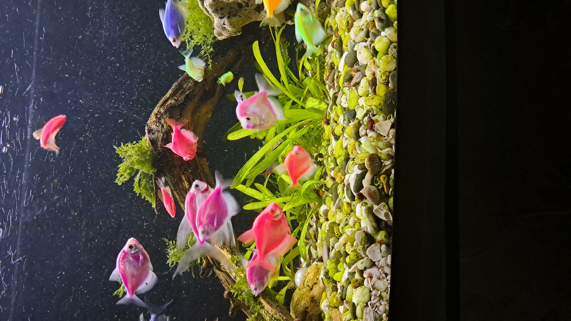Cats, aquarium, and home décor in a Vinnytsia interior