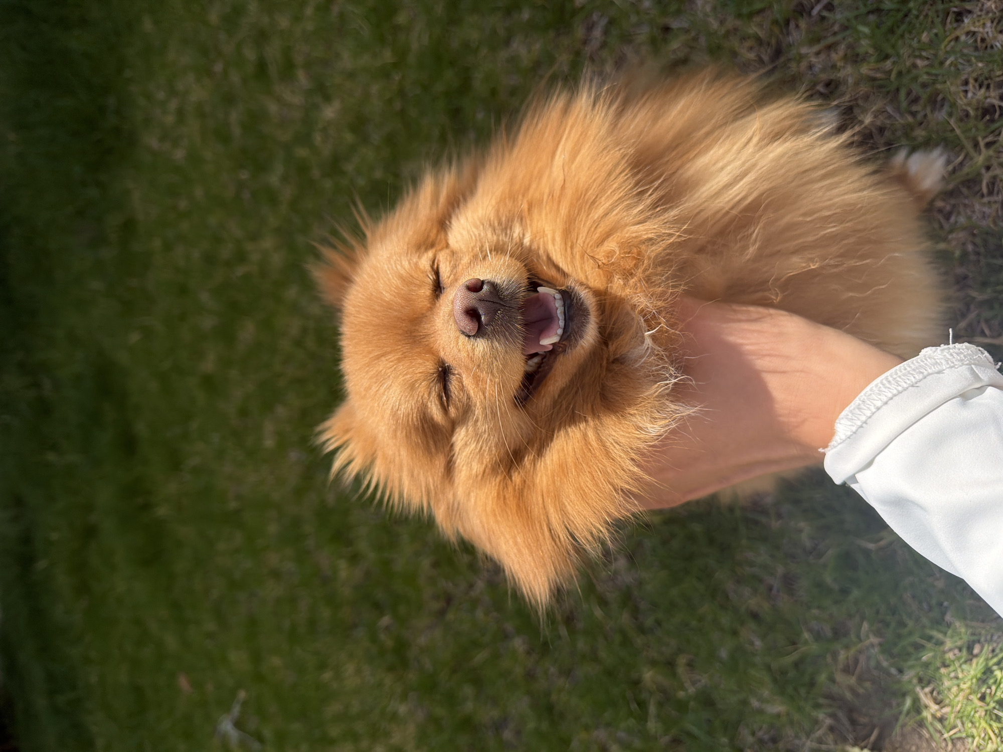 Person pets fluffy dog in Mexican town